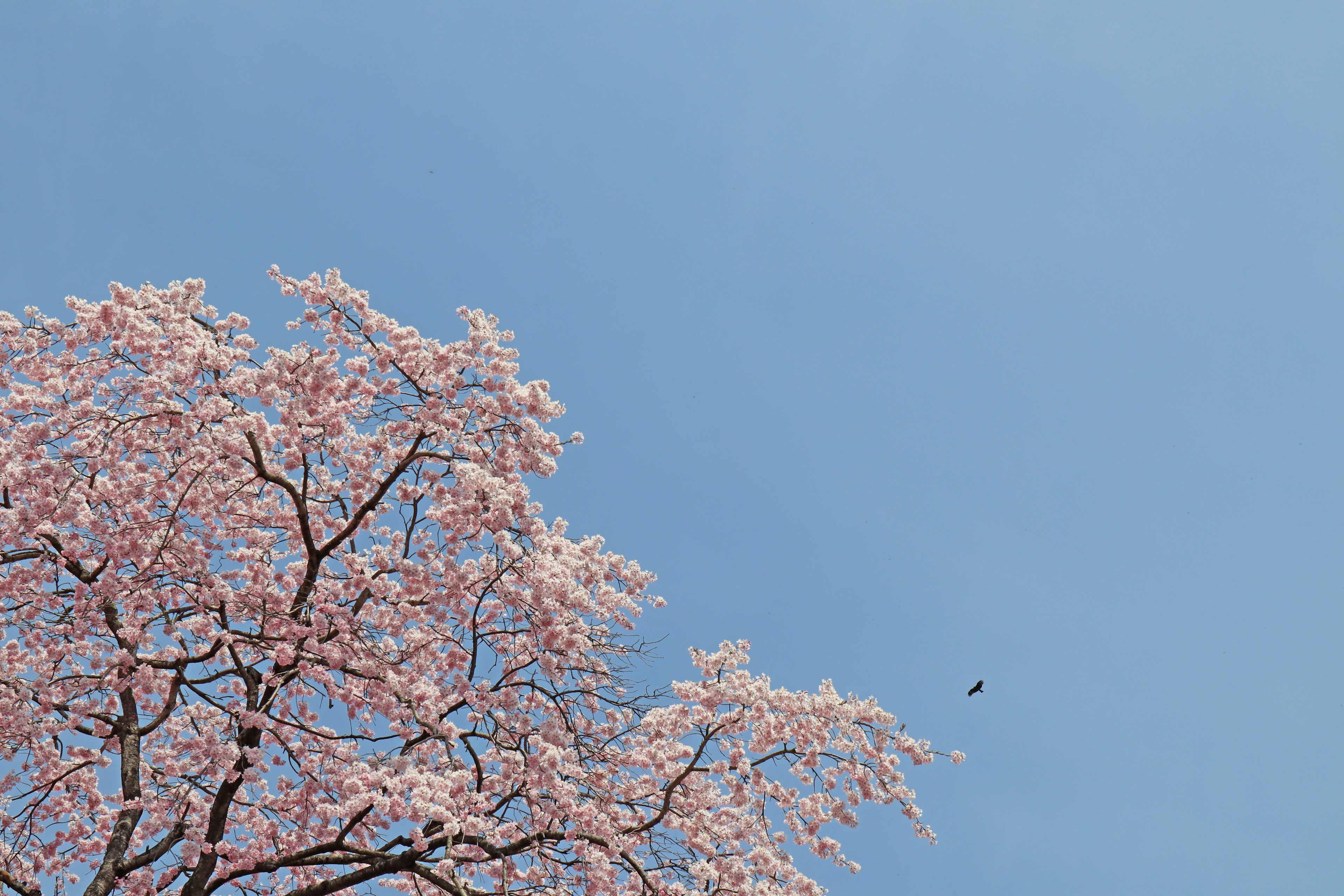 Cherry blossom tree in full bloom against a blue sky