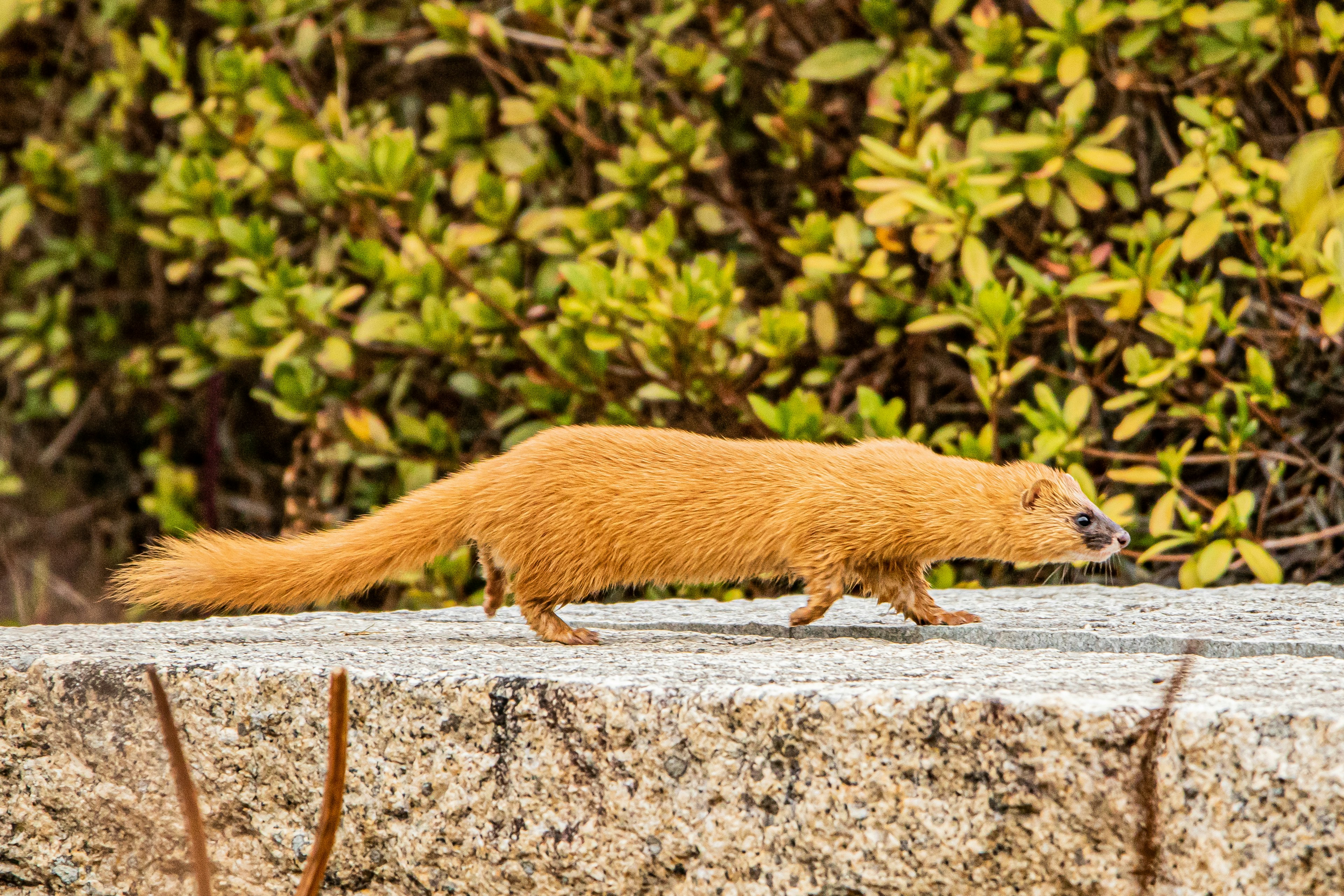 Un petit animal orange marchant sur une pierre avec des plantes vertes en arrière-plan