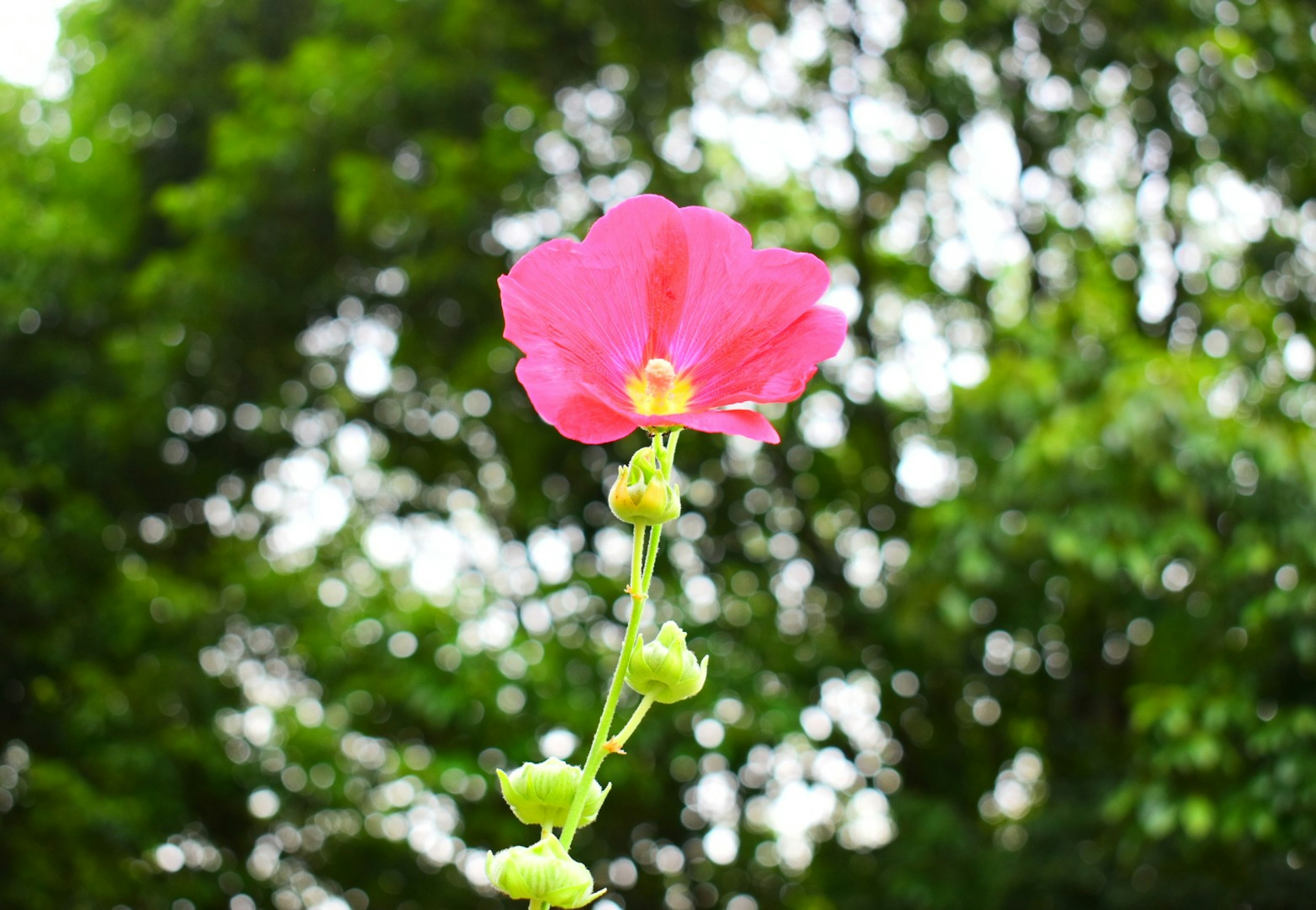 A vibrant pink flower stands against a green background