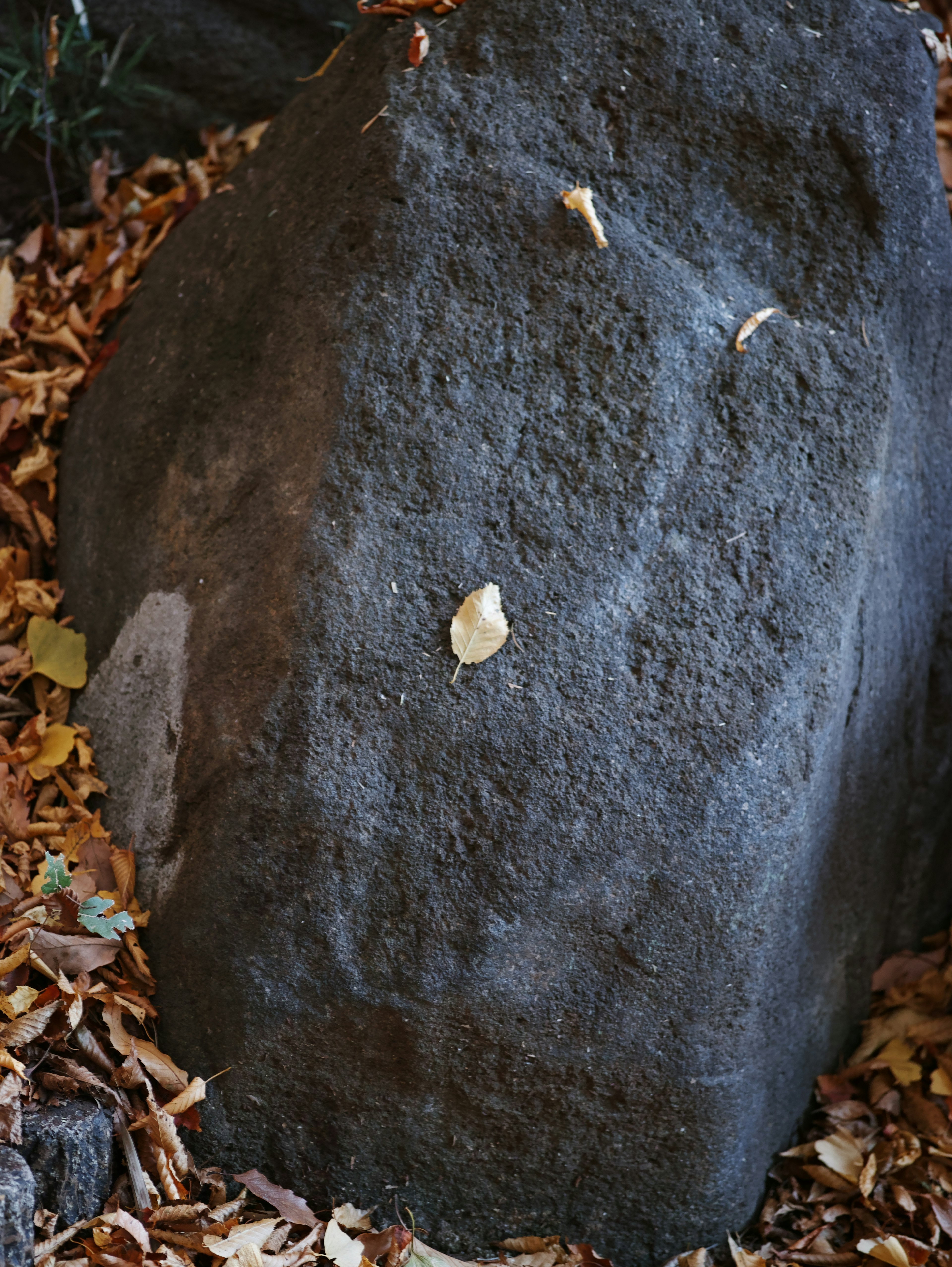 A large rock with a small leaf on top surrounded by fallen leaves