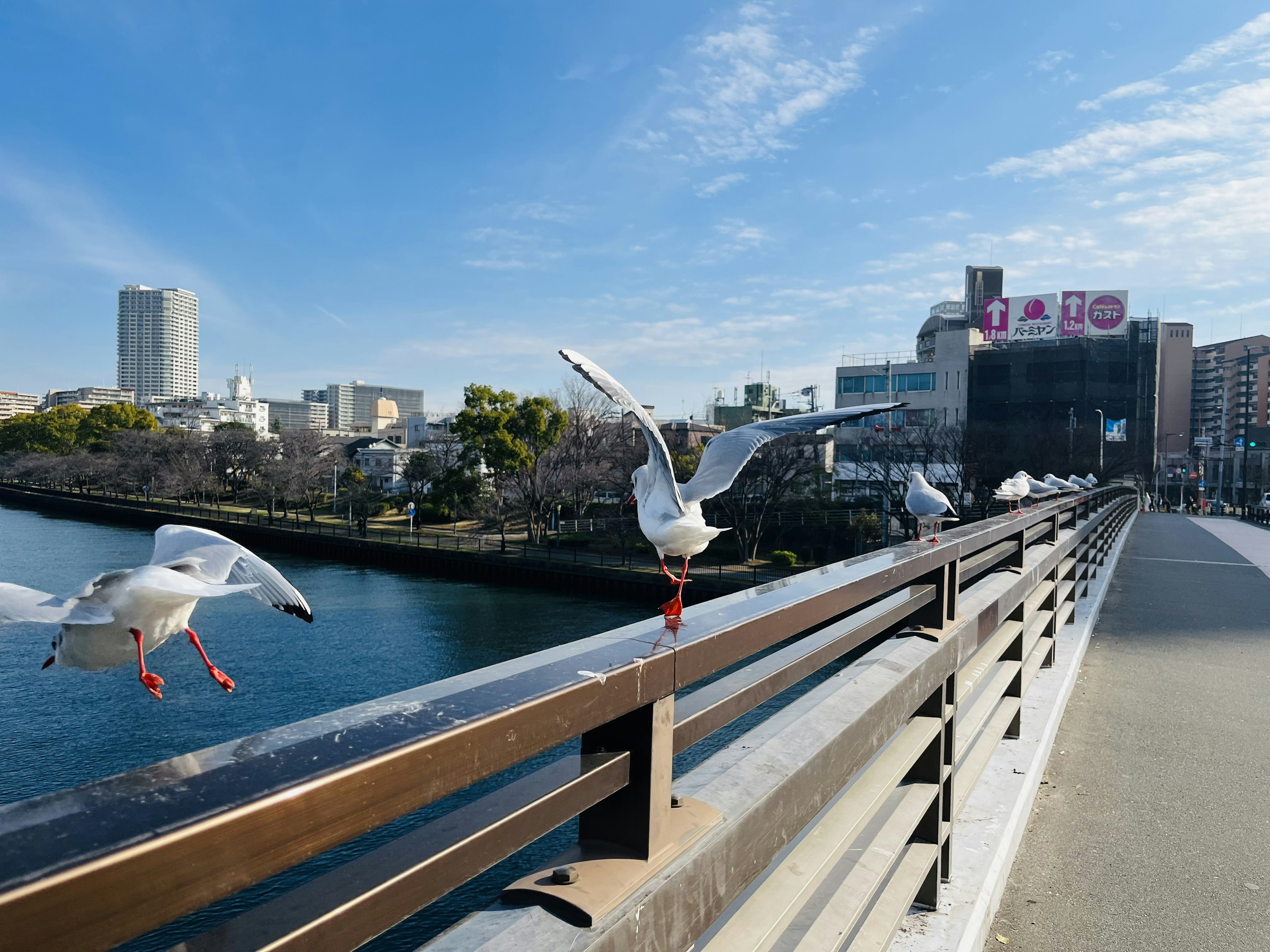 海鷗棲息在欄杆上，藍天和河流的景色