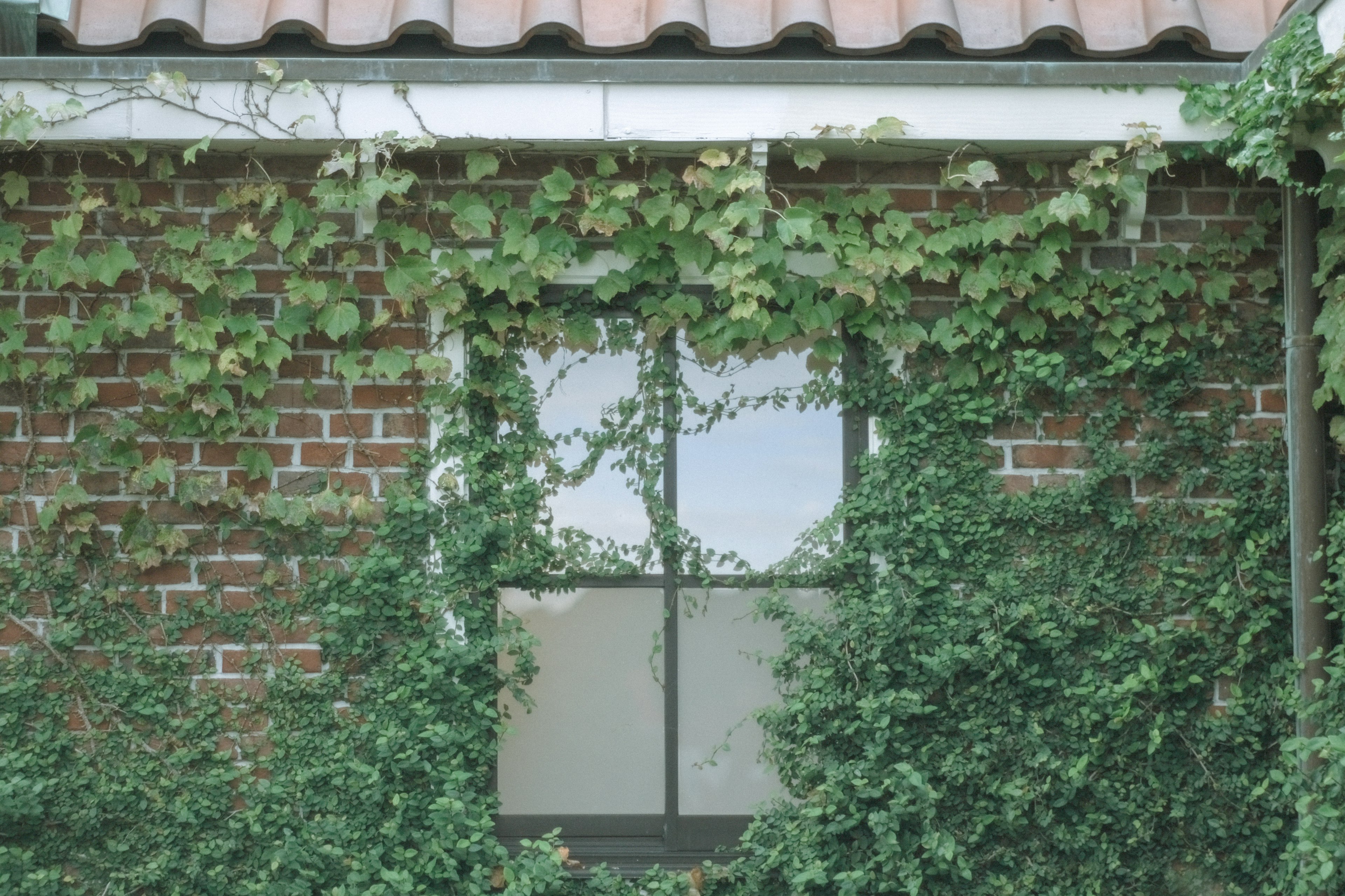 Window framed by green ivy on a brick wall