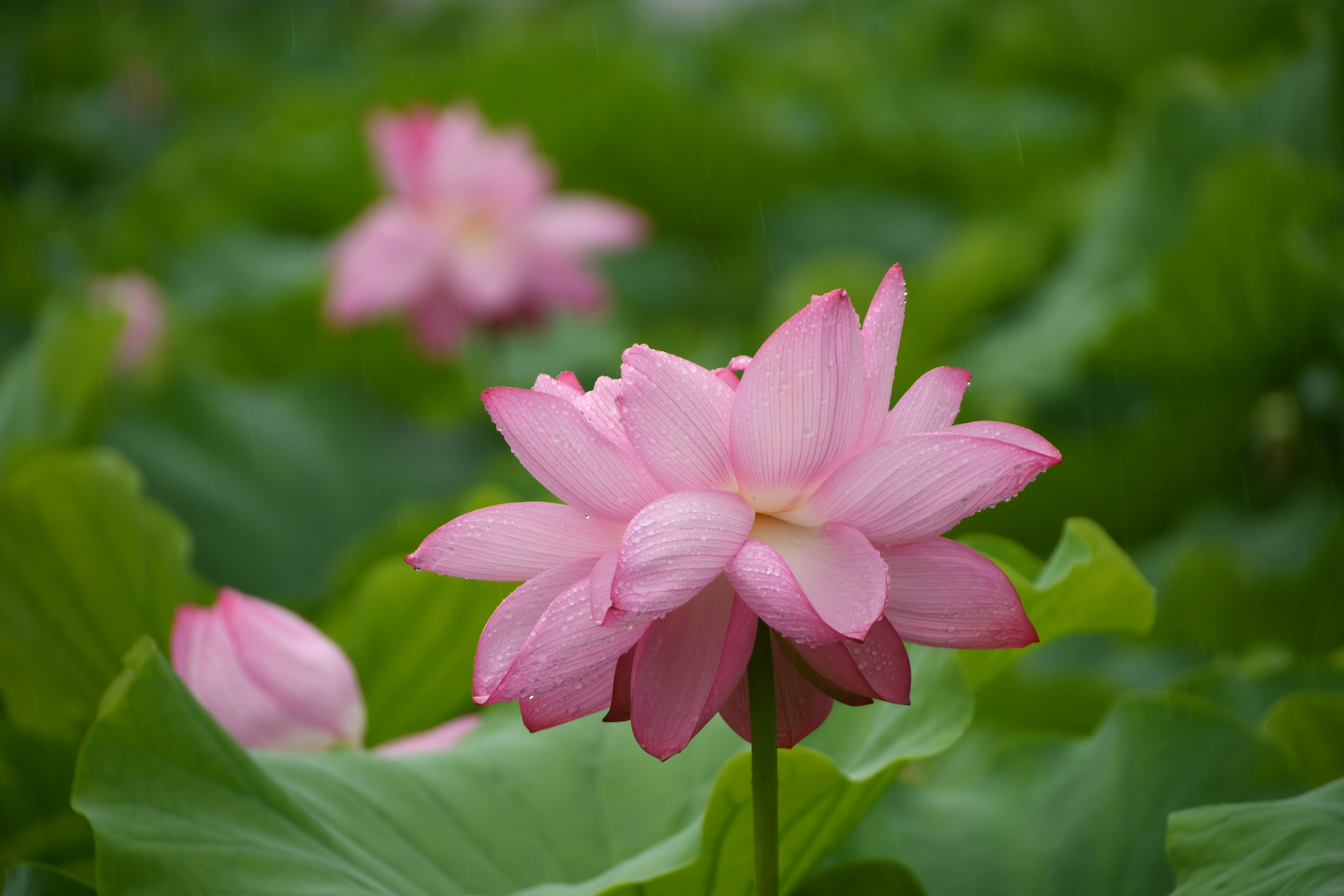 Beautiful pink lotus flower blooming above green leaves