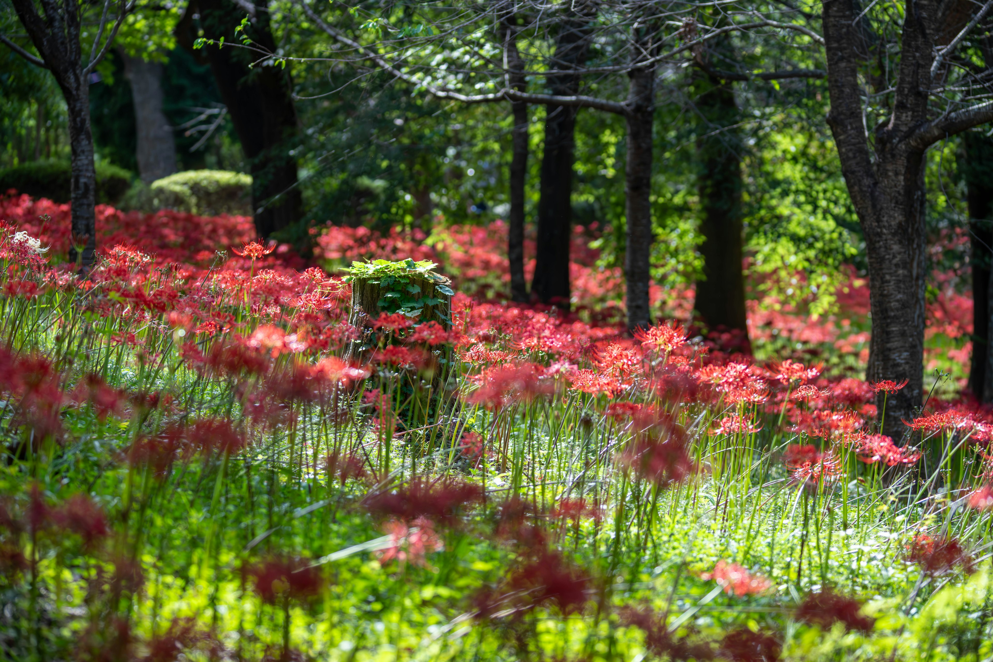 A vibrant forest scene with blooming red spider lilies