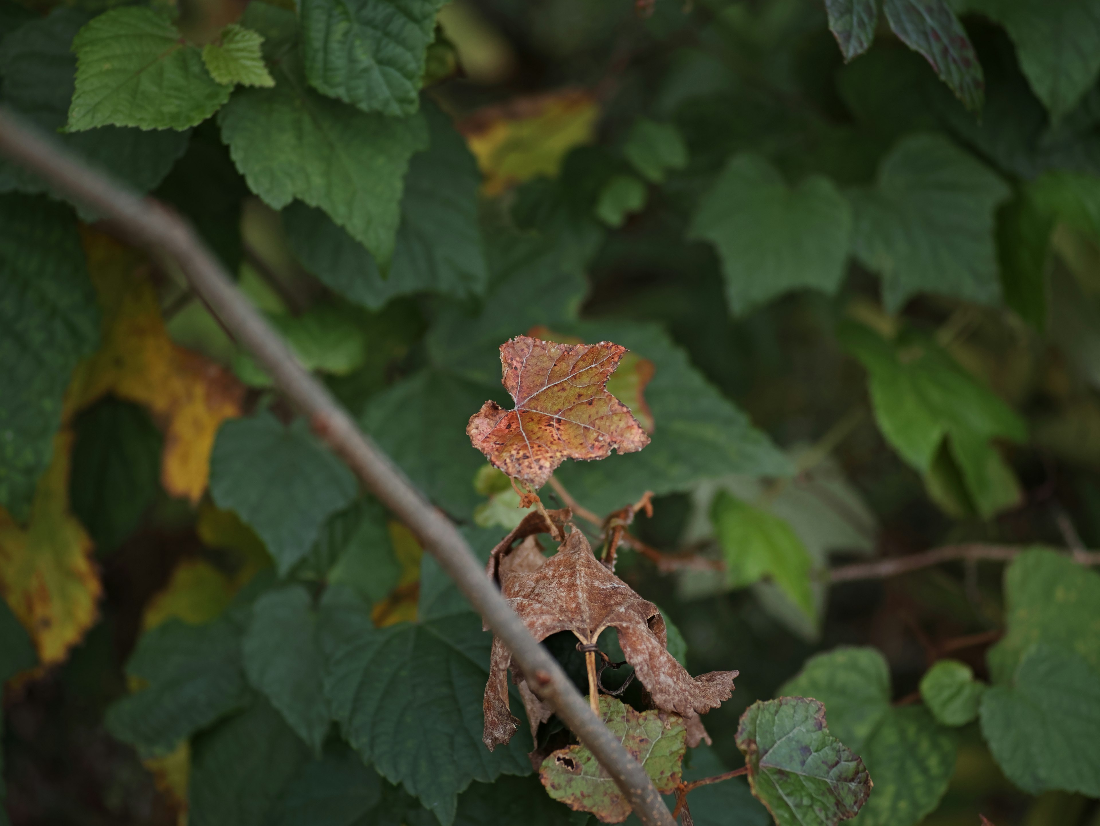 Plante avec changement de couleur des feuilles et sections sèches