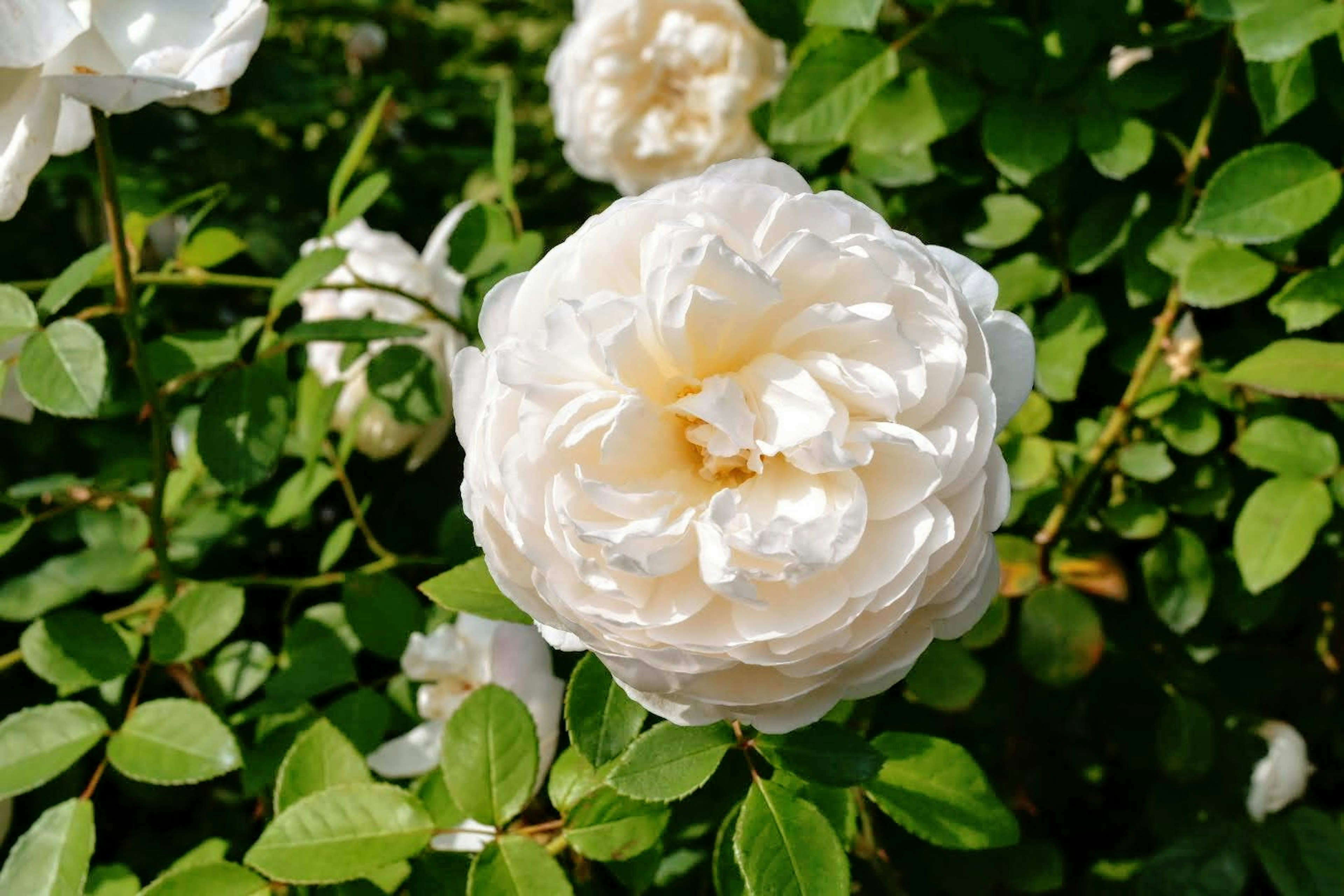 Eine weiße Rosenblüte umgeben von grünen Blättern