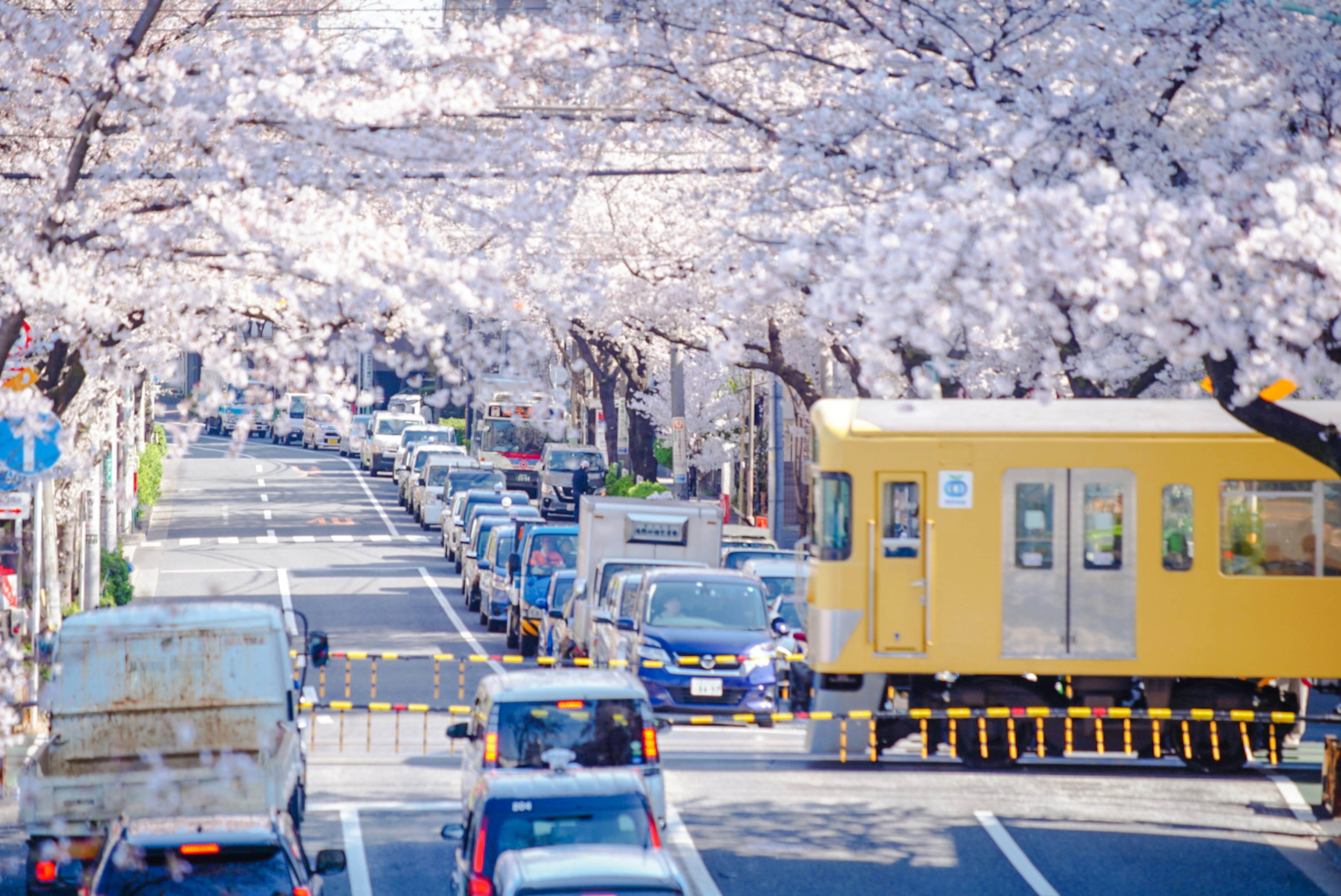 桜の木が並ぶ通りに黄色い電車が走る風景