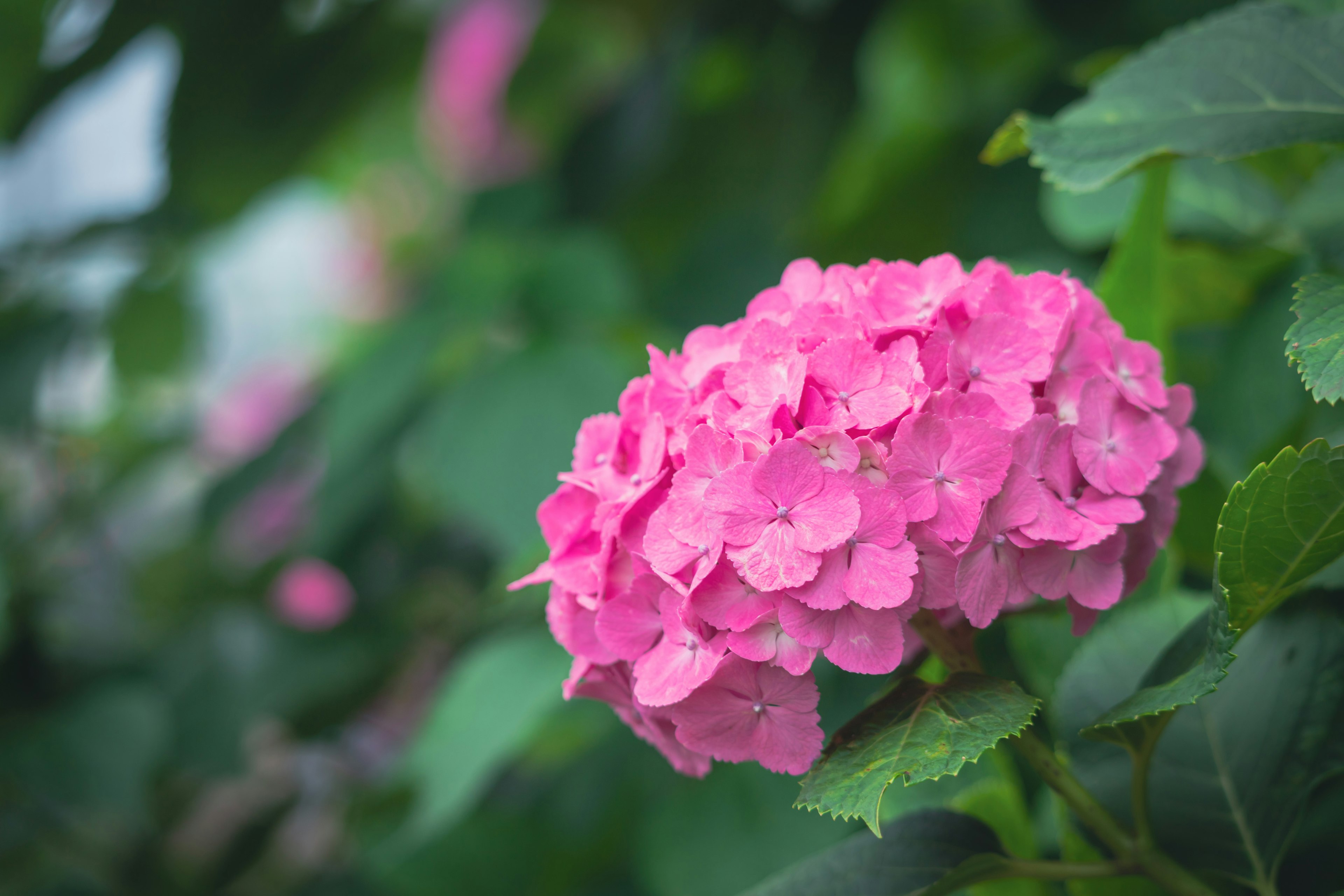 Vibrant pink hydrangea flower surrounded by green leaves