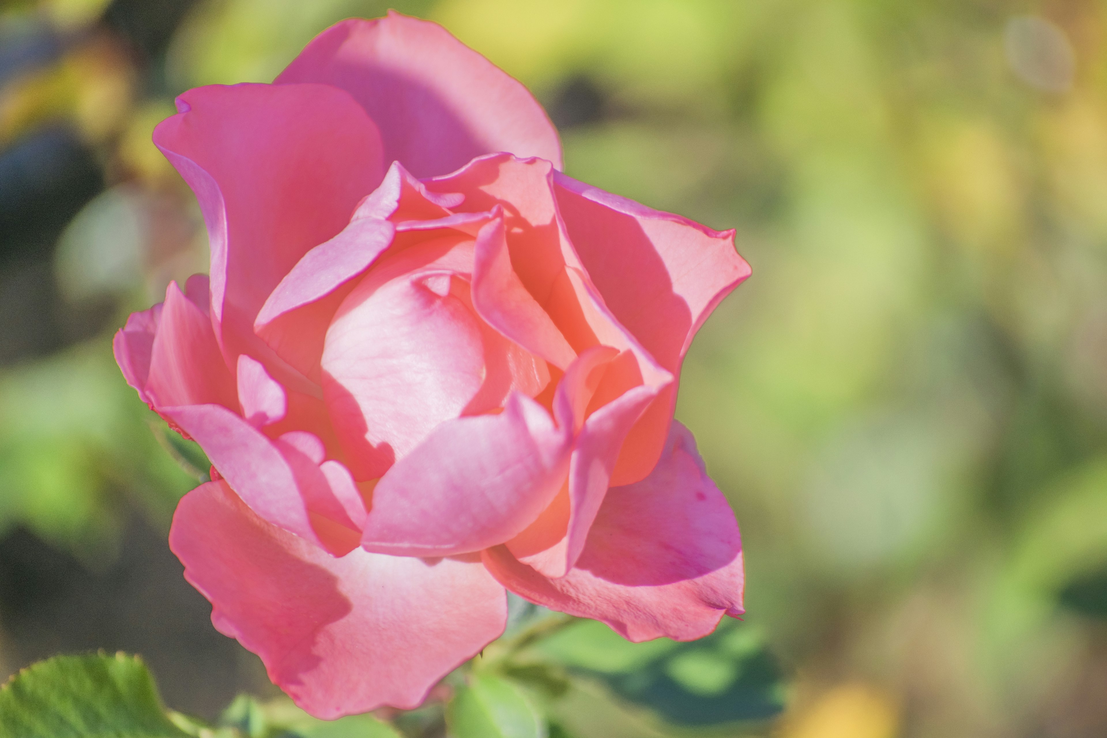 Una rosa rosa vibrante resalta contra un fondo verde