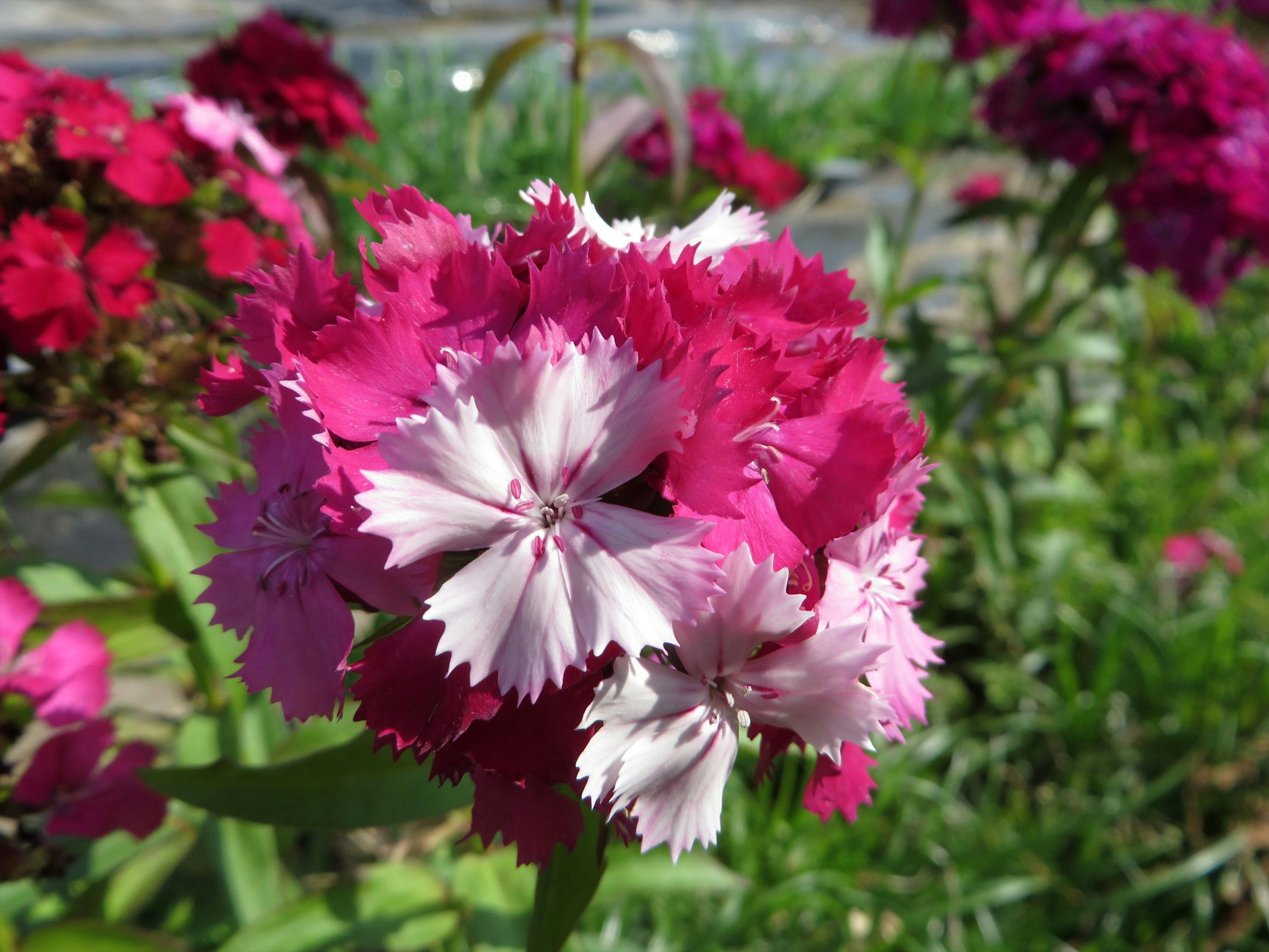 Un gruppo di fiori rosa e bianchi vivaci in un giardino