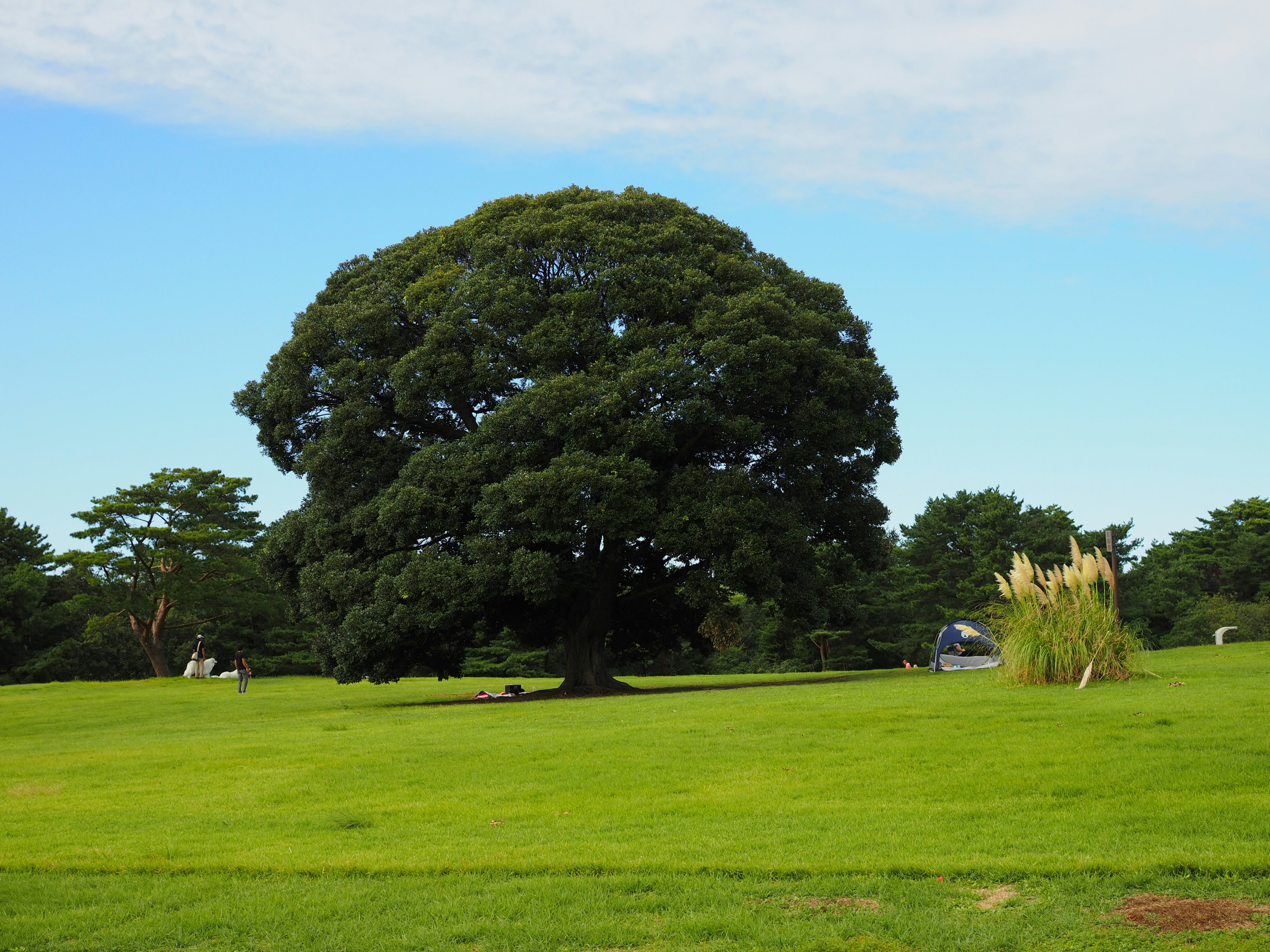 広い緑の草地に立つ大きな木と青い空