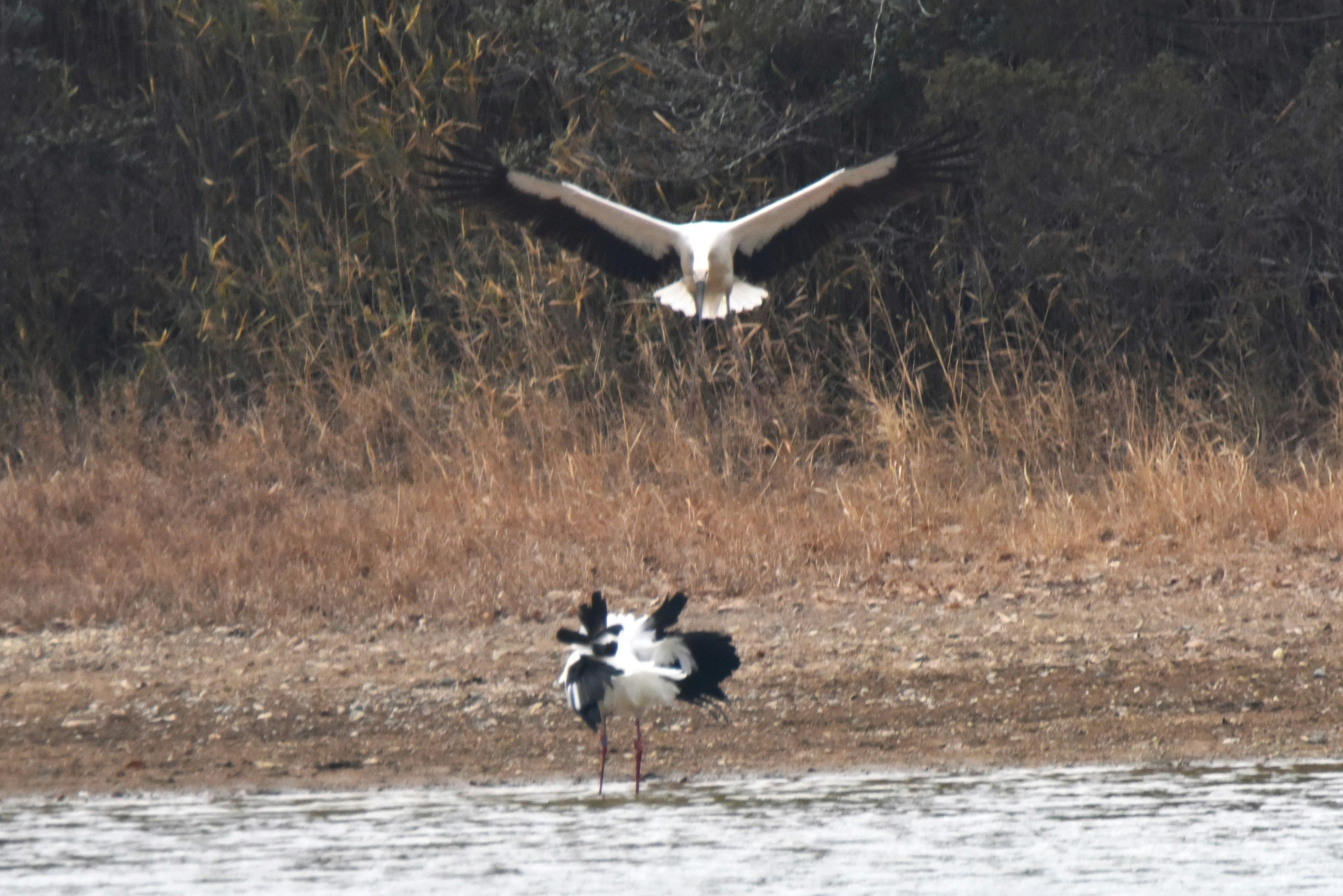 Scena di uccelli bianchi e neri in riva all'acqua con un uccello in volo sopra