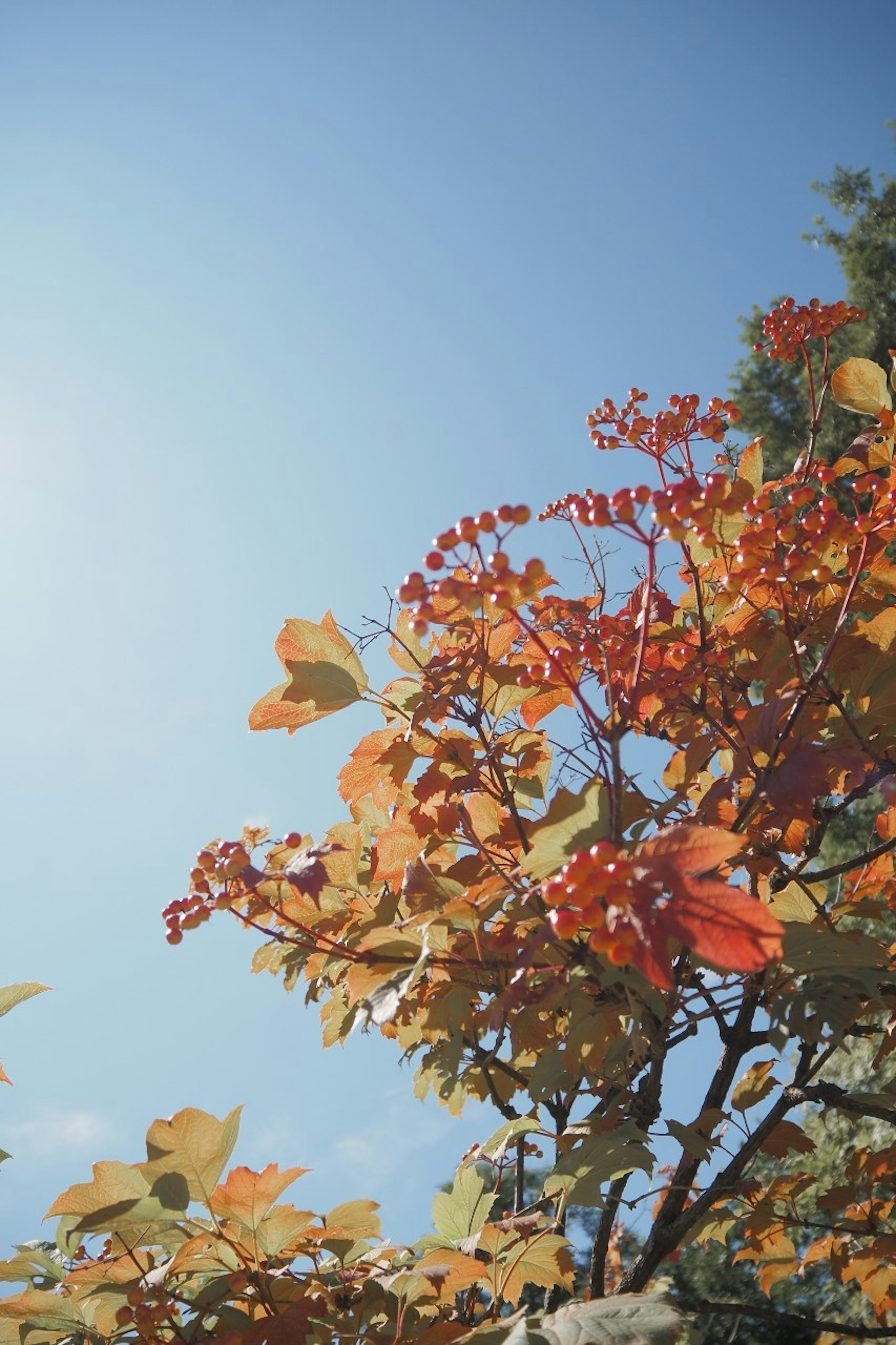 Tree with autumn leaves and red berries under blue sky