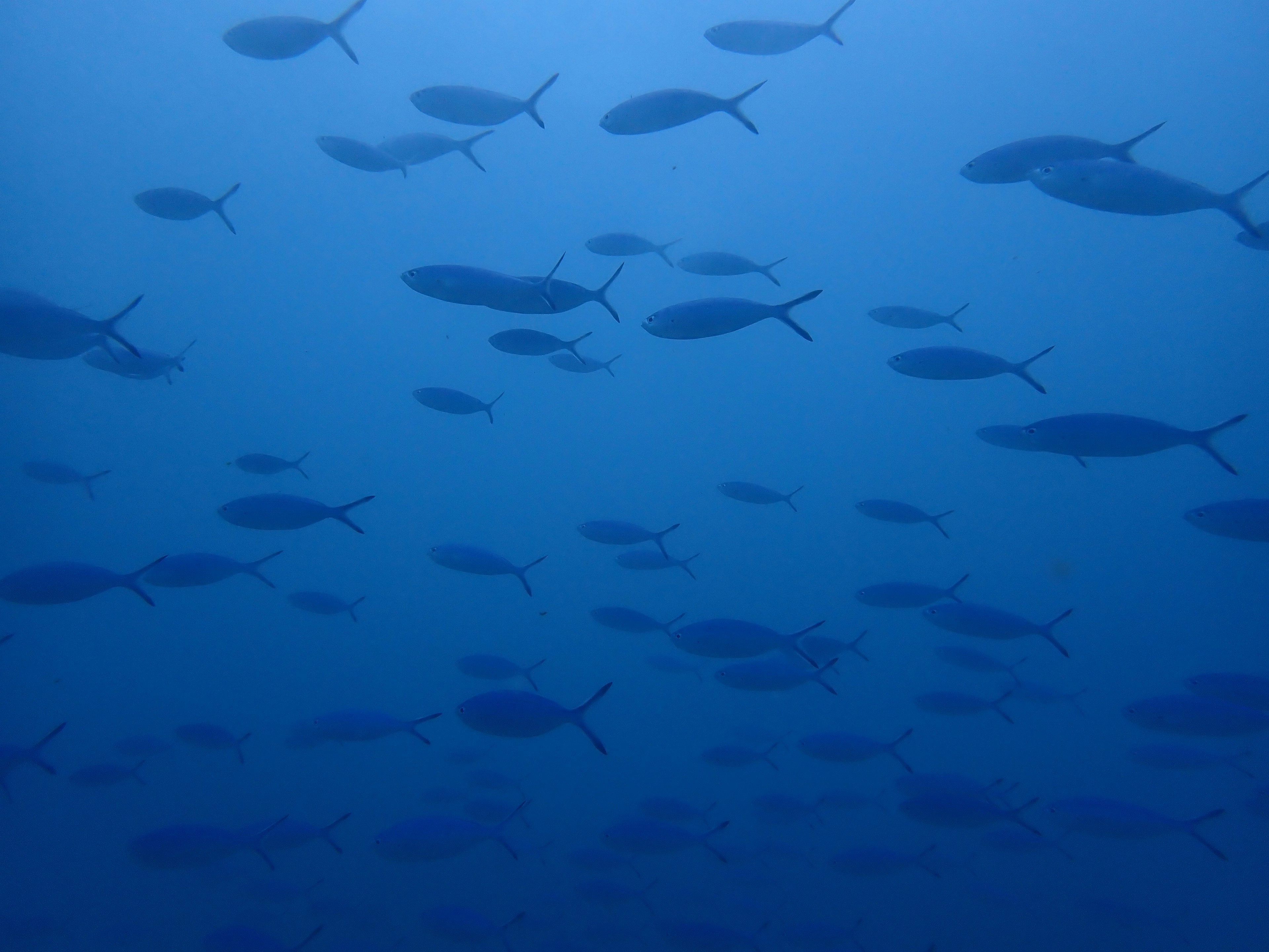 Schule von Fischen, die im blauen Wasser des Ozeans schwimmen