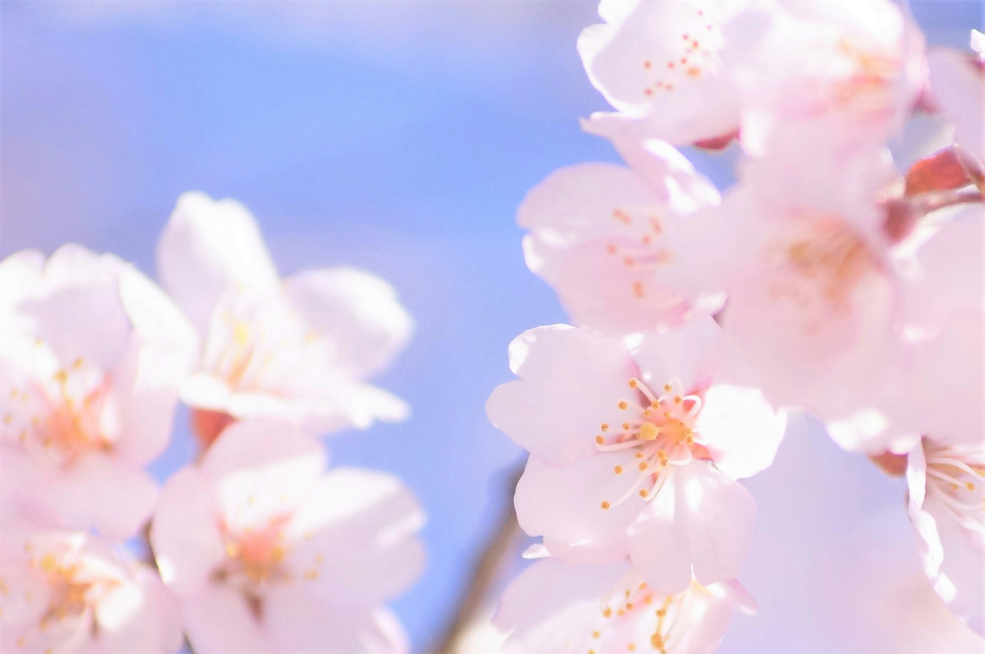 Schöne Kirschblüten vor blauem Himmel