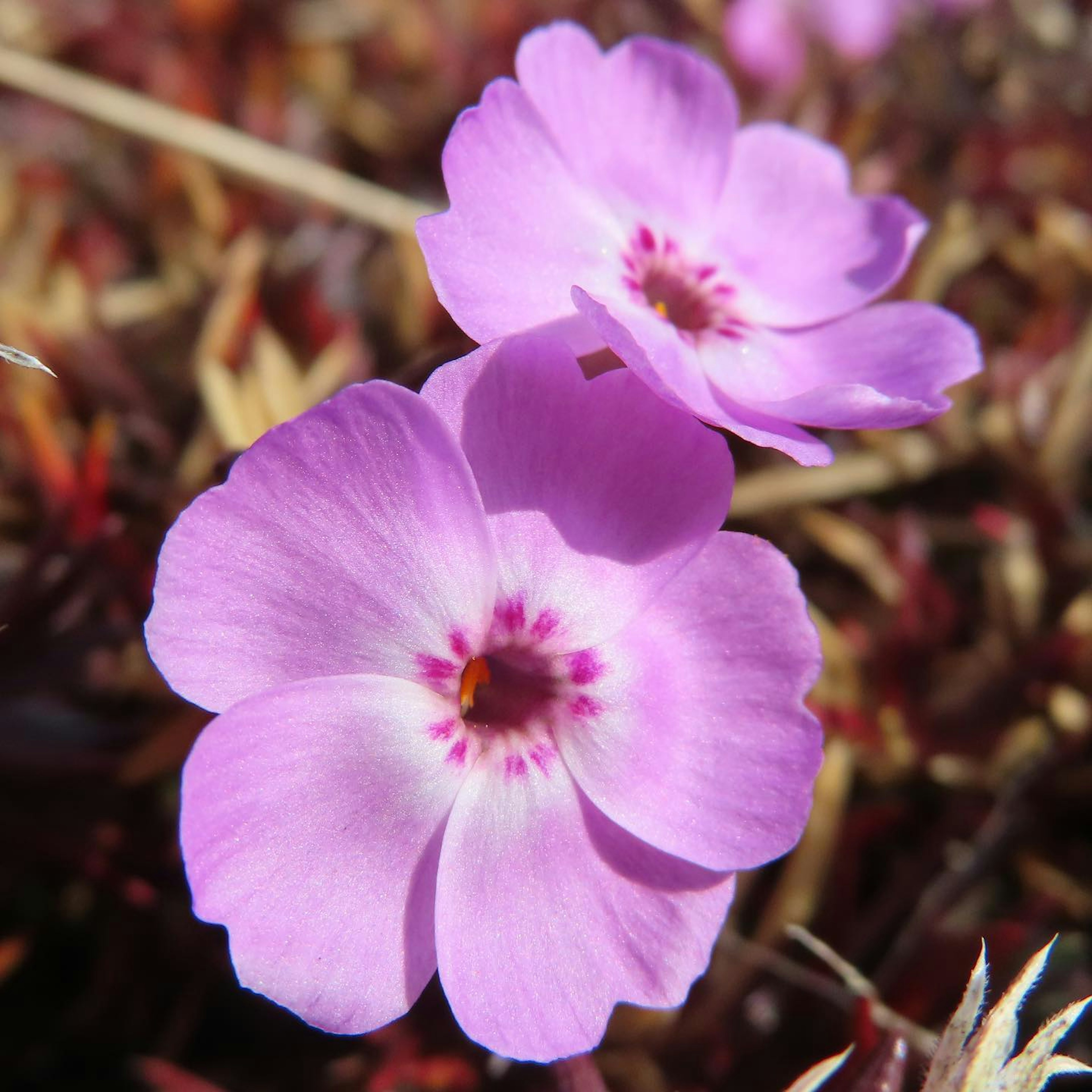 Two beautiful pink flowers in bloom