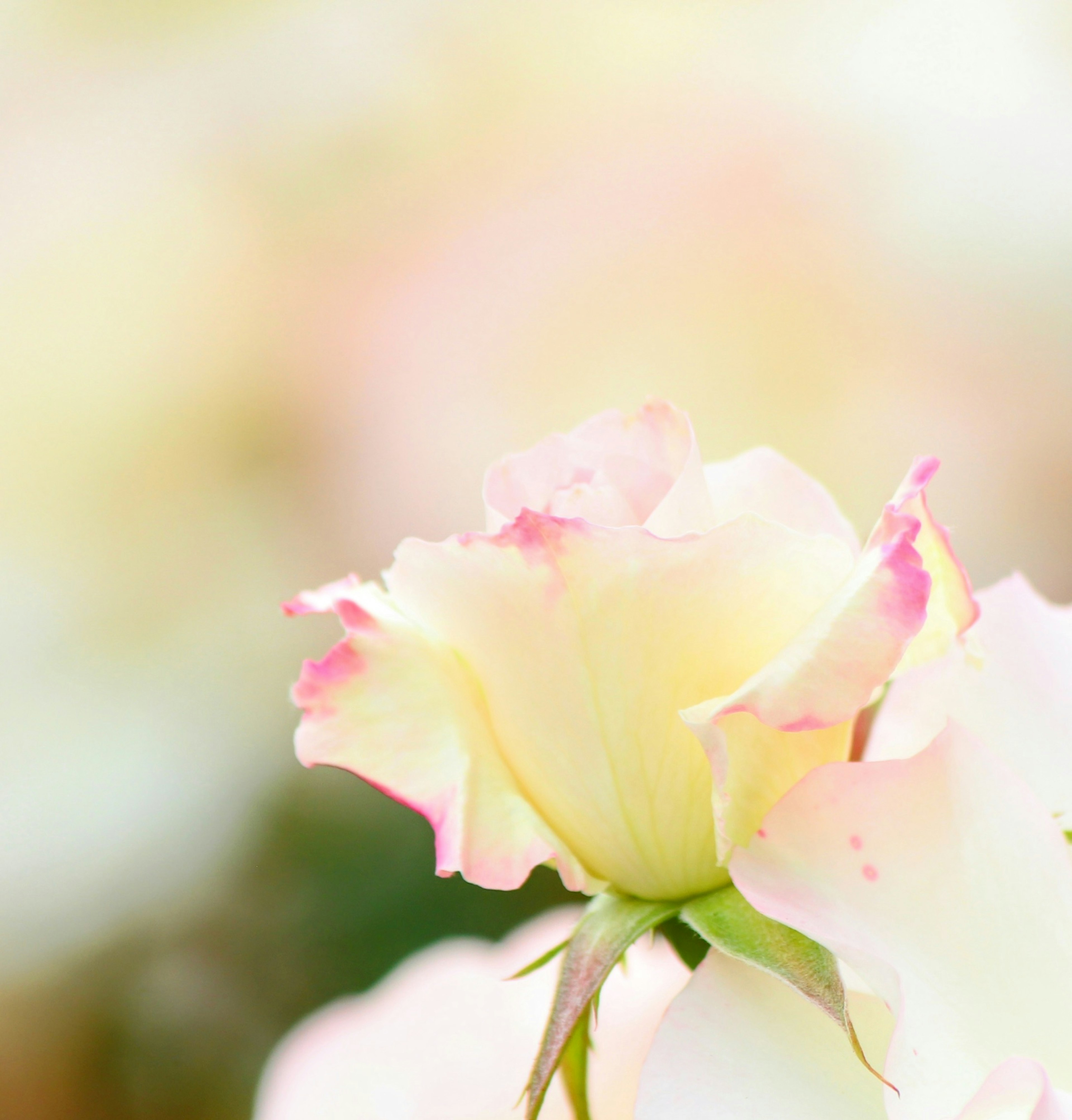 A close-up of a pale pink rose with soft petals