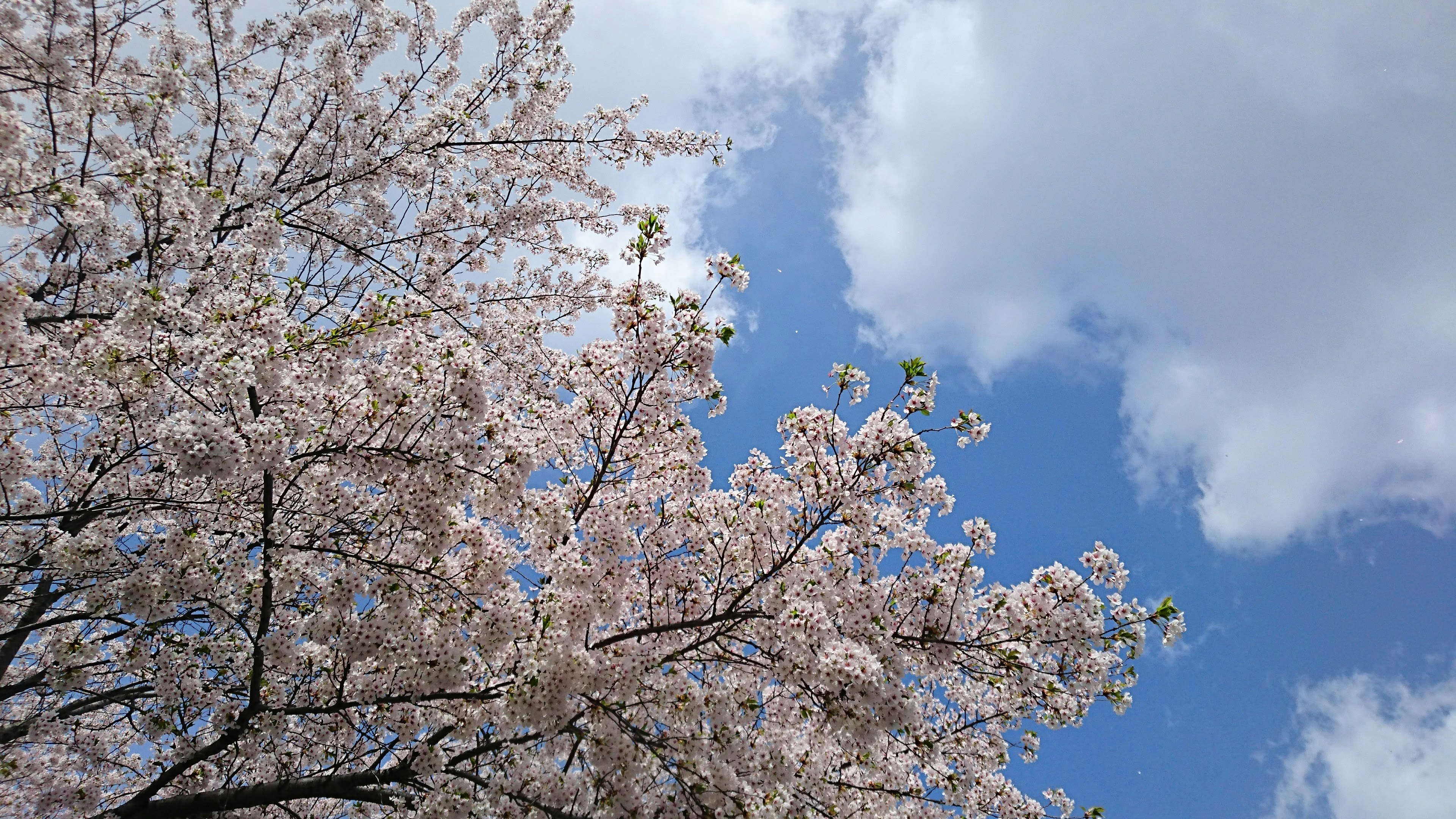 Kirschblüten blühen vor einem blauen Himmel