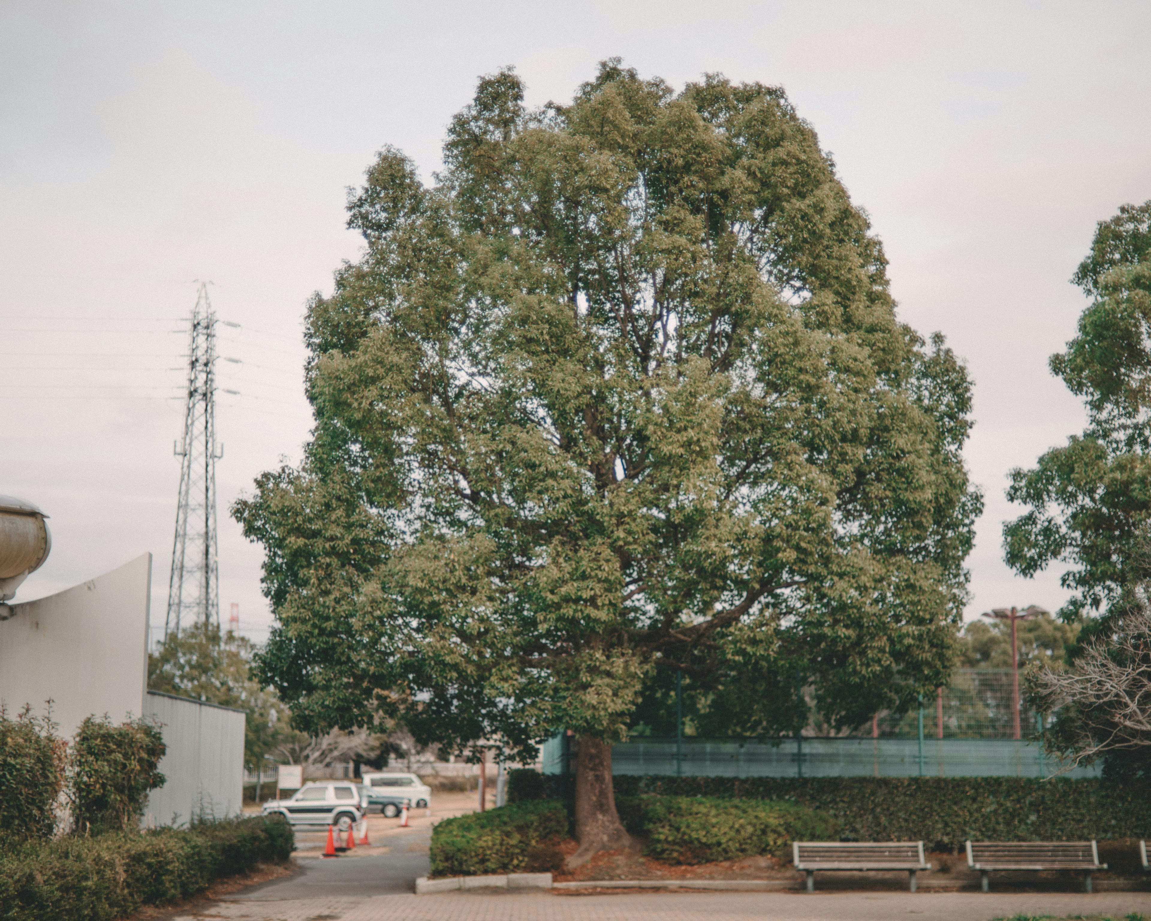 Un grande albero in un parco con paesaggio circostante