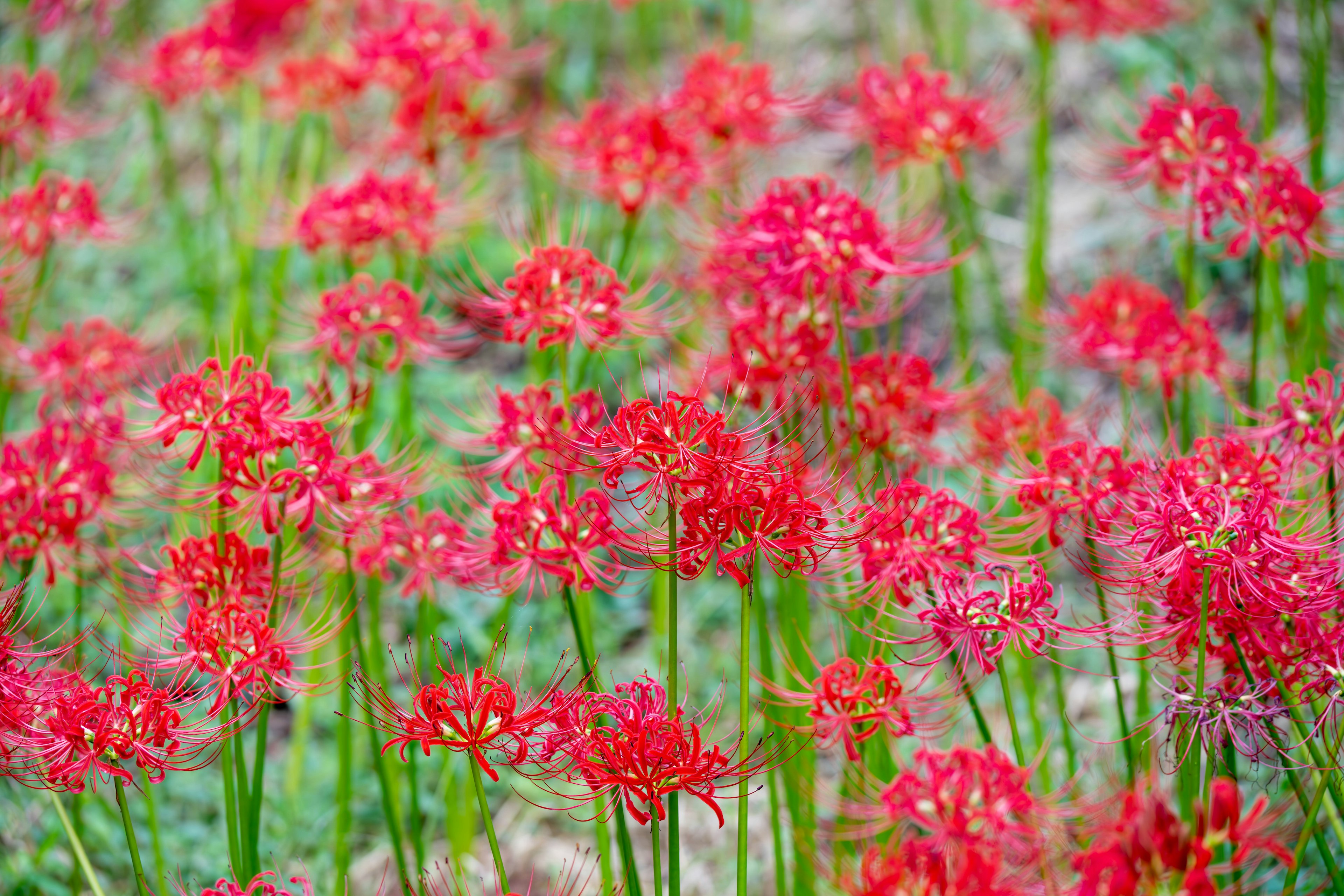 Un campo di gigli ragno rossi in fiore