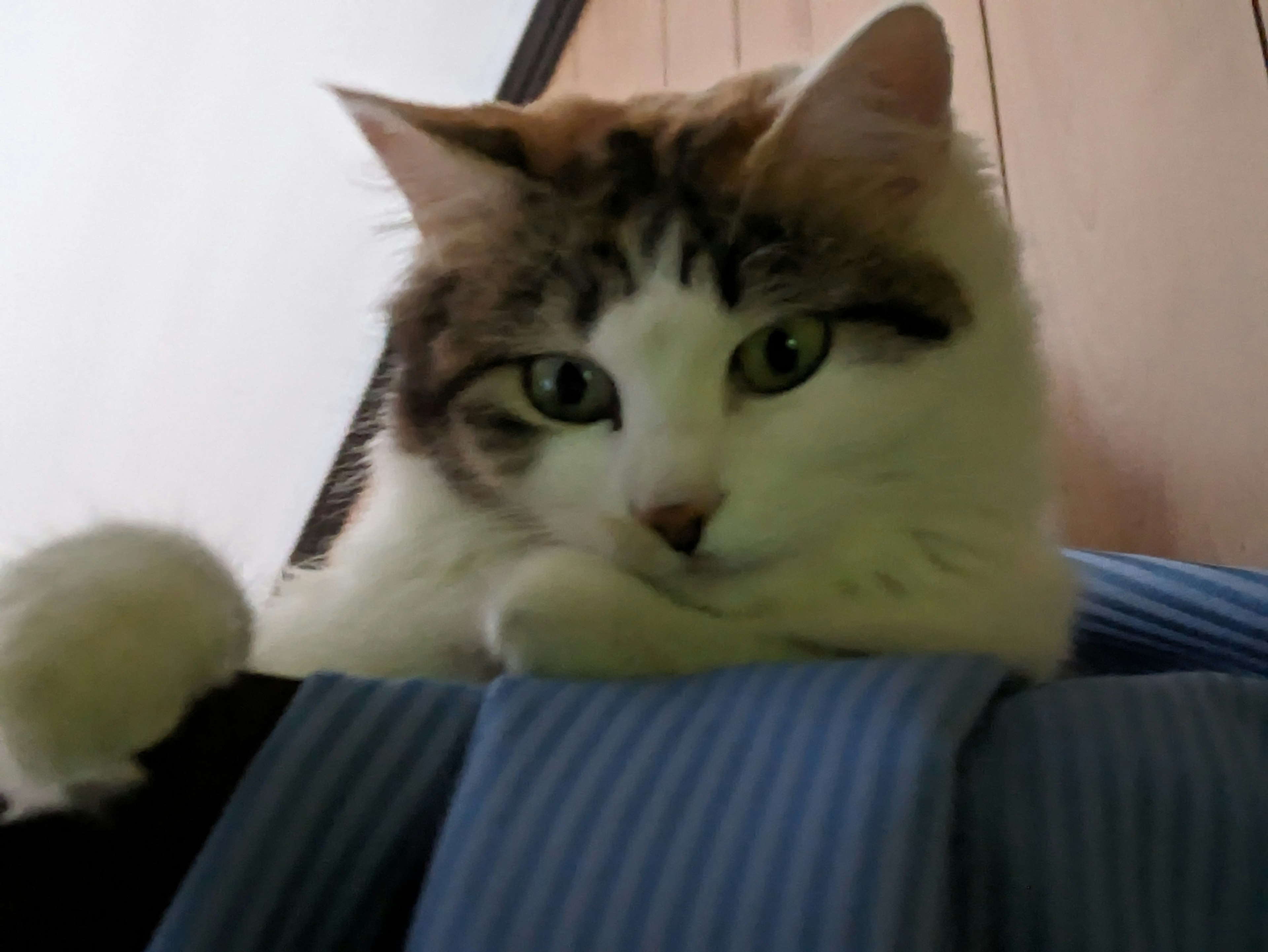 A fluffy white cat resting on a blue fabric