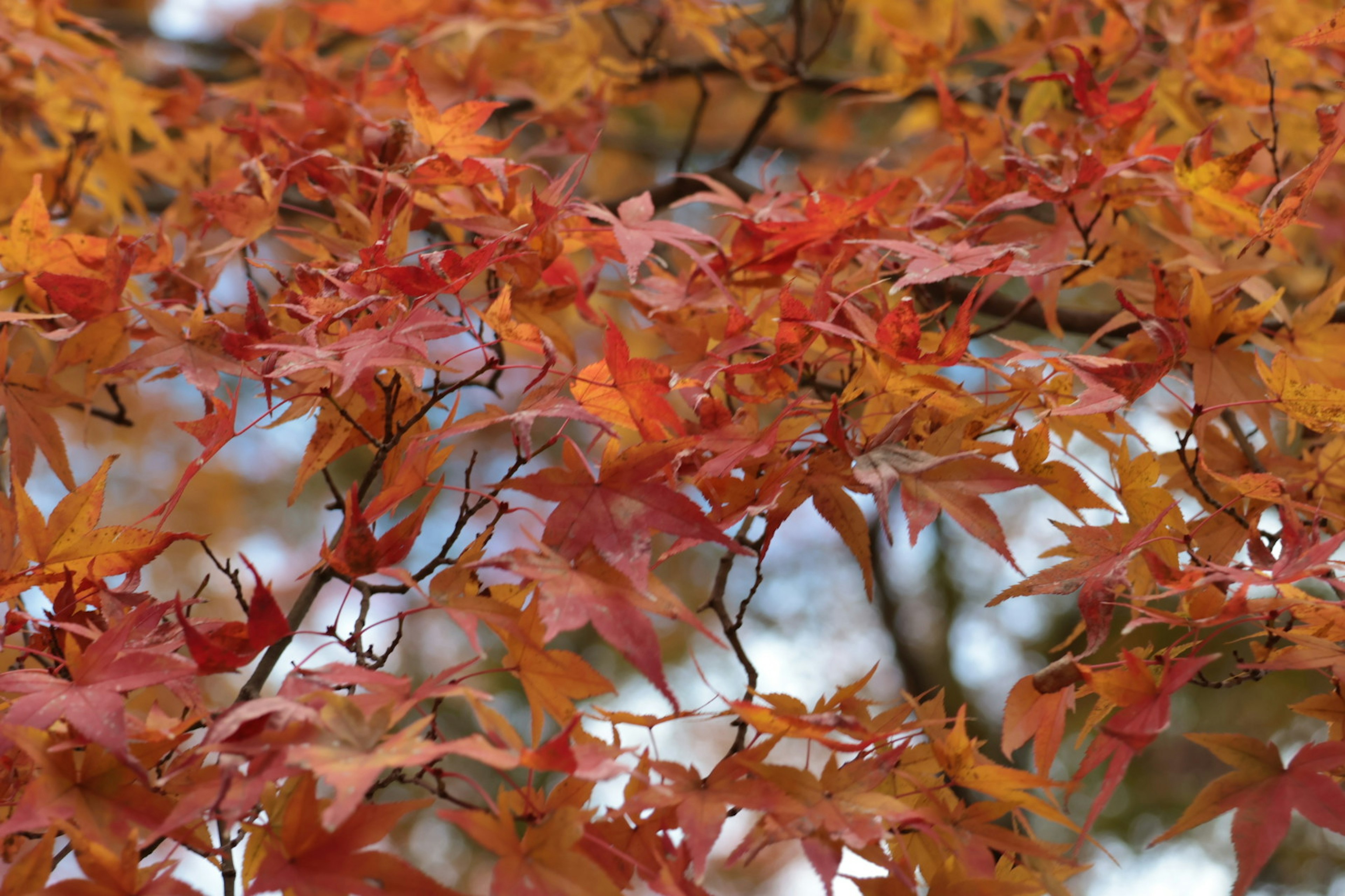 Daun maple dalam nuansa merah dan oranye yang cerah