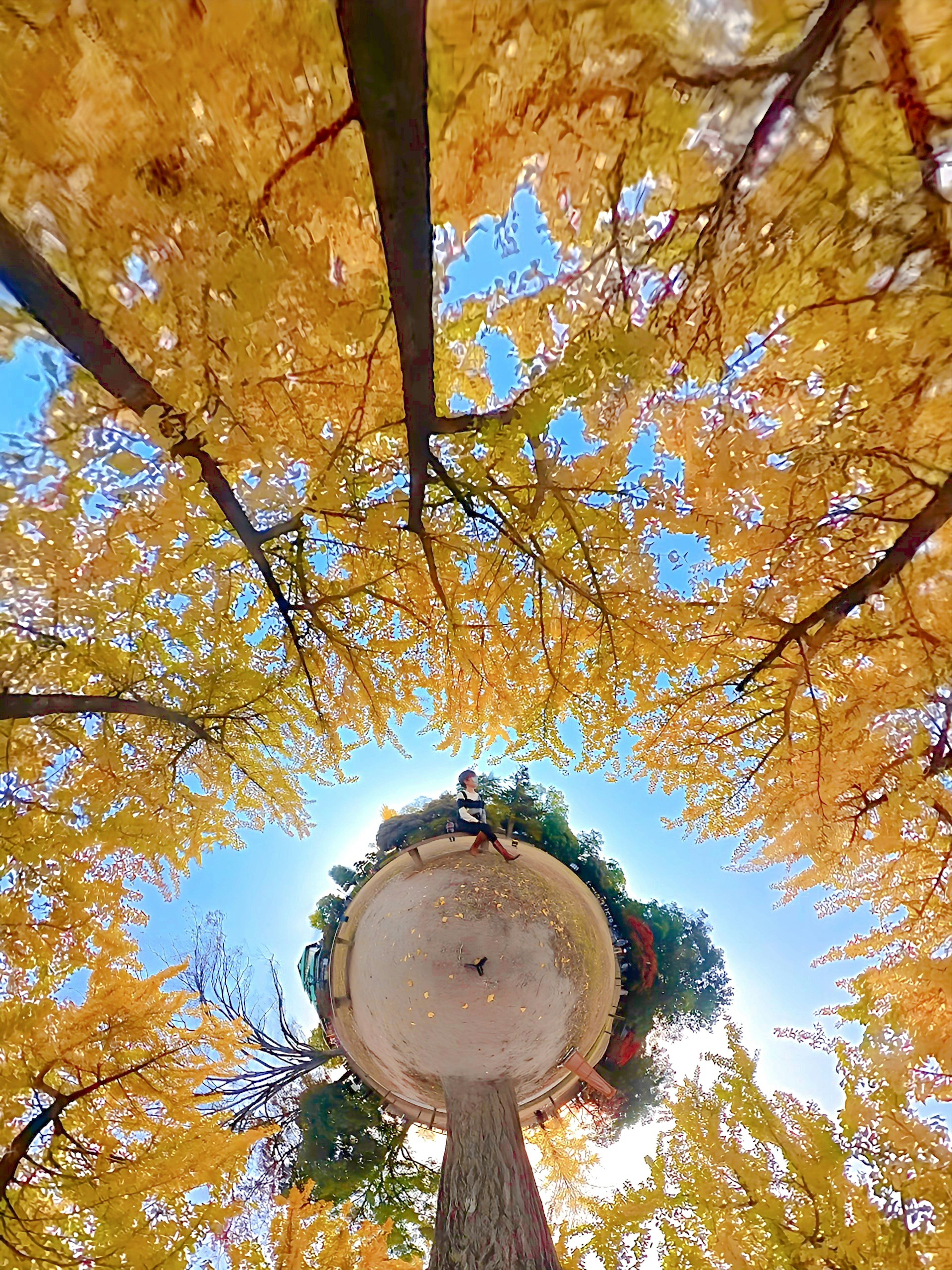 Vista desde debajo de los árboles con hojas amarillas vibrantes