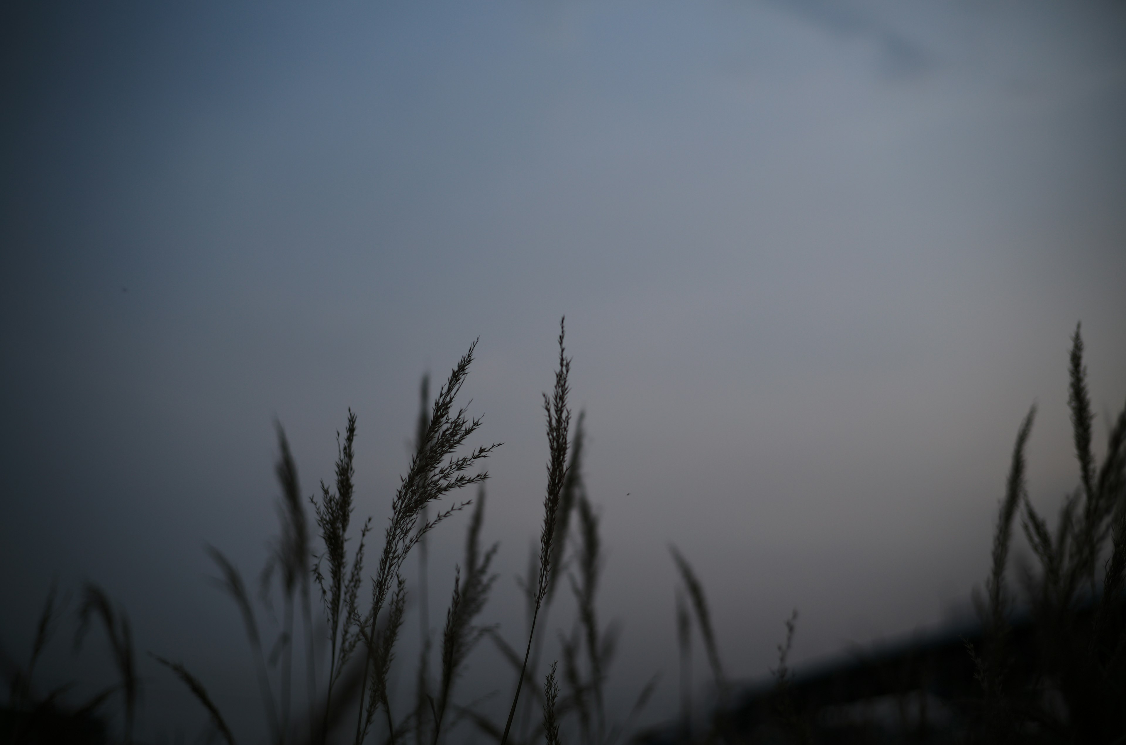 Silhouette rumput melawan langit senja