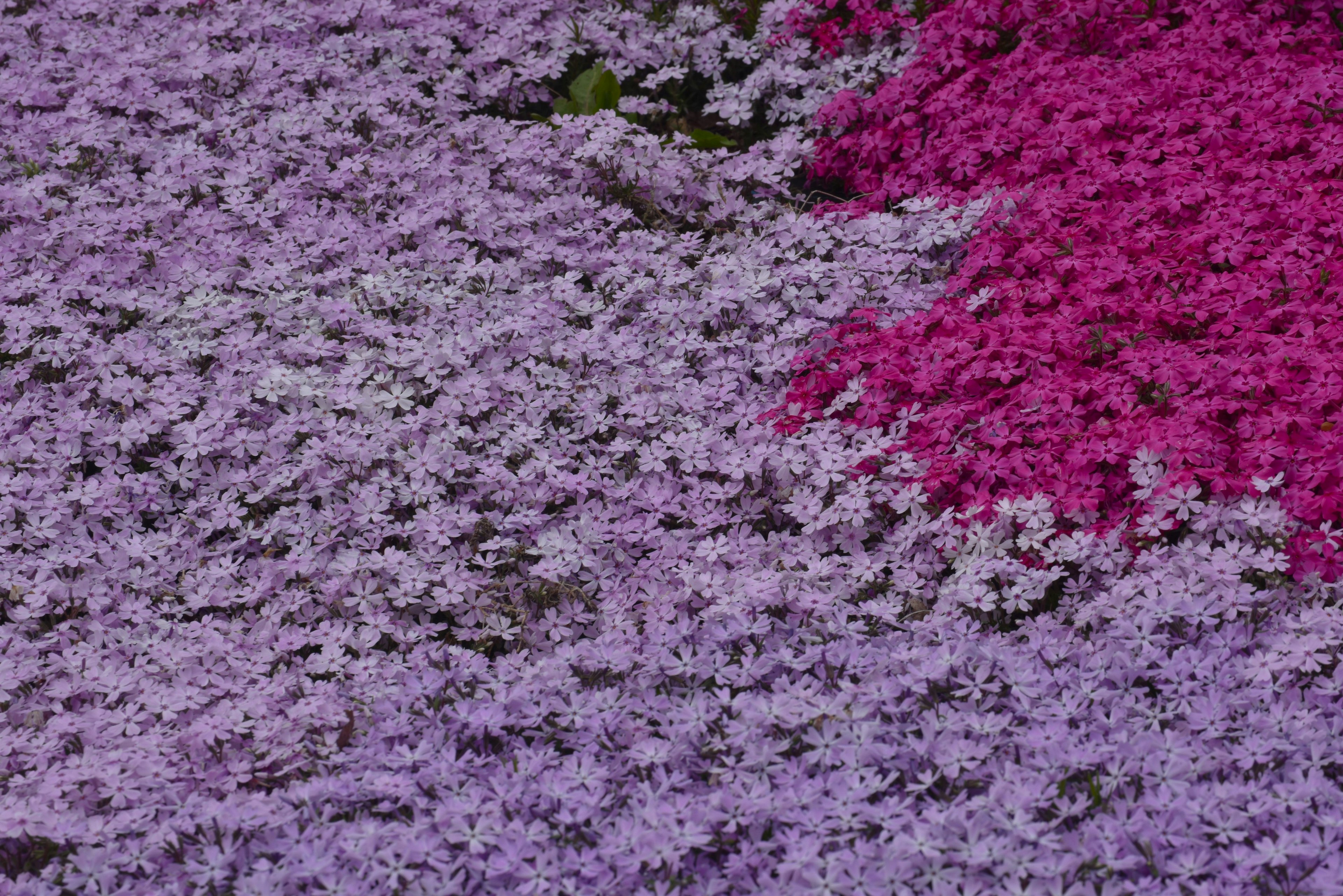 色彩鲜艳的花田，紫色和粉色花朵覆盖地面