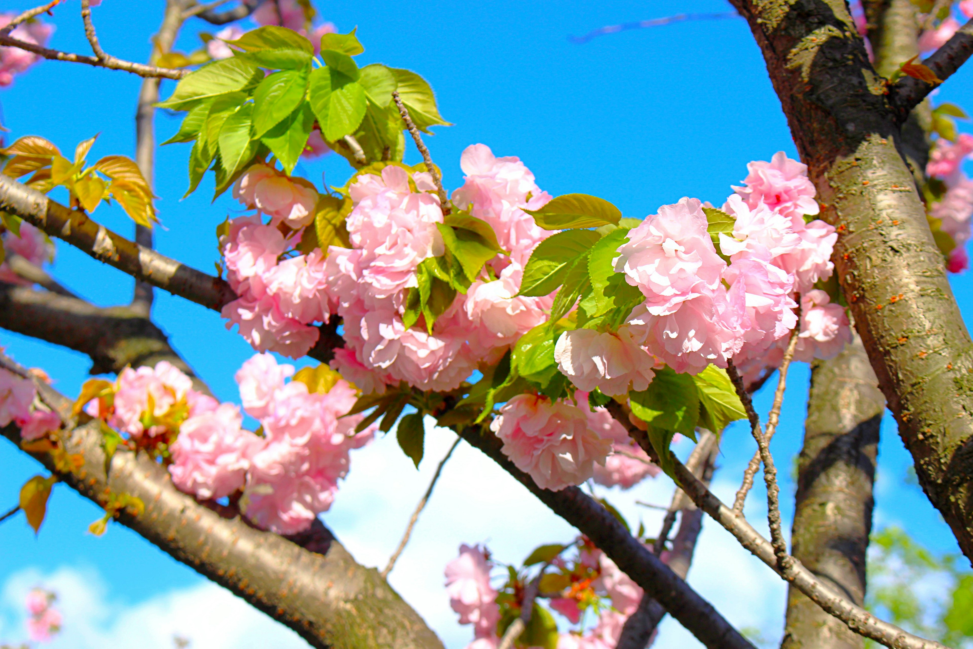 Flores de cerezo en plena floración con hojas verdes bajo un cielo azul