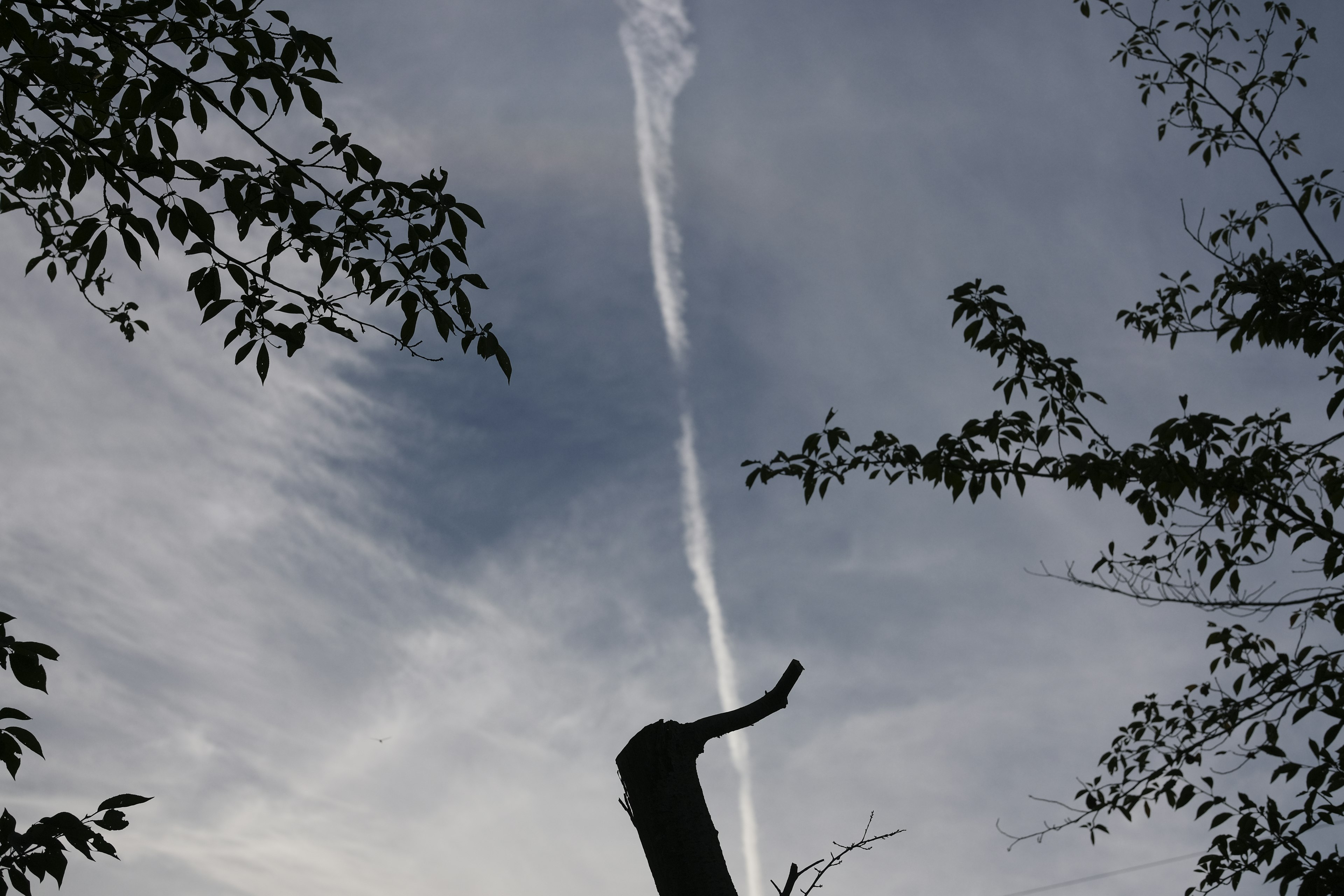 Silhouette of a tree against a blue sky with a white contrail