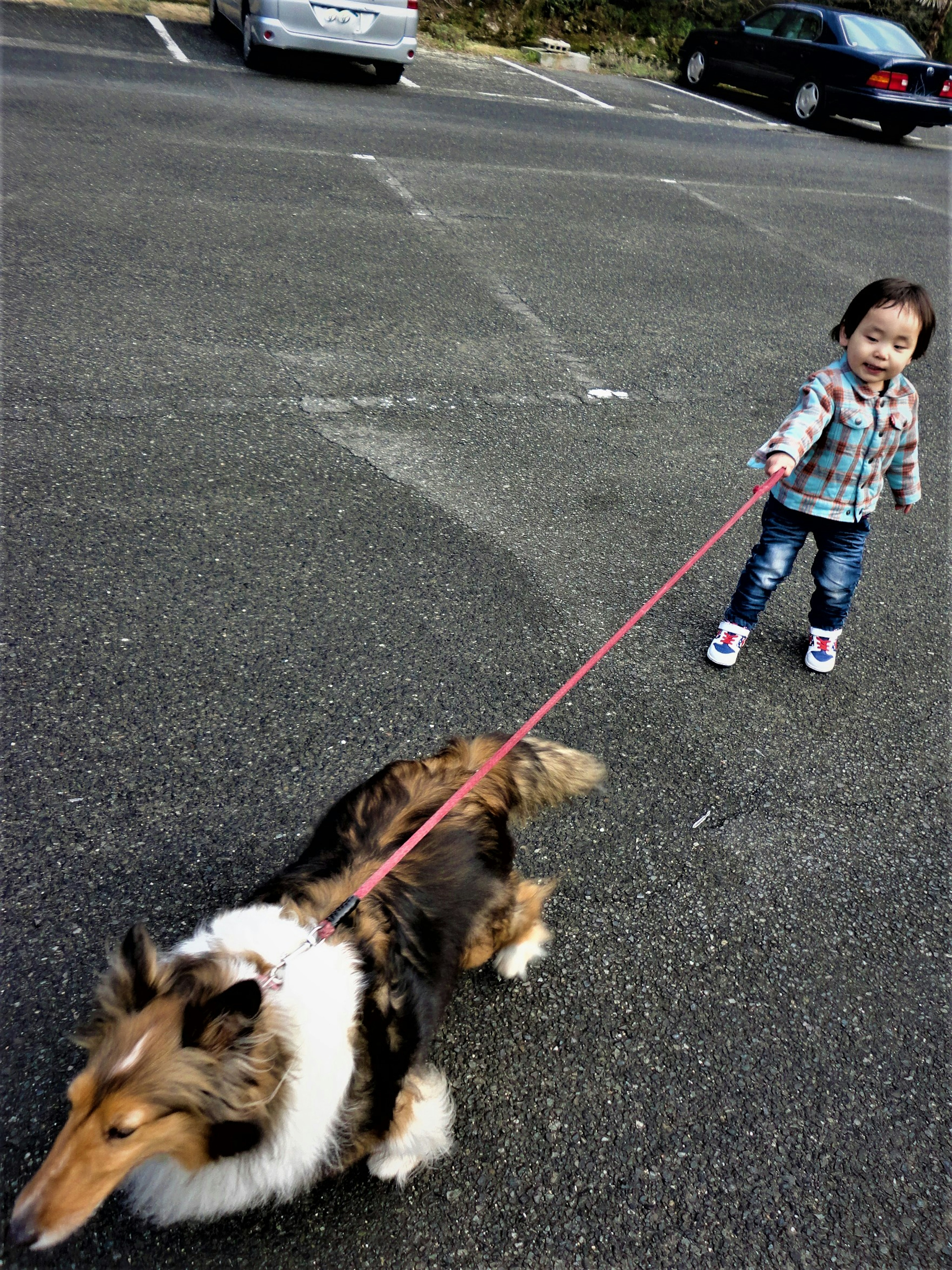 犬を散歩させている子供の写真