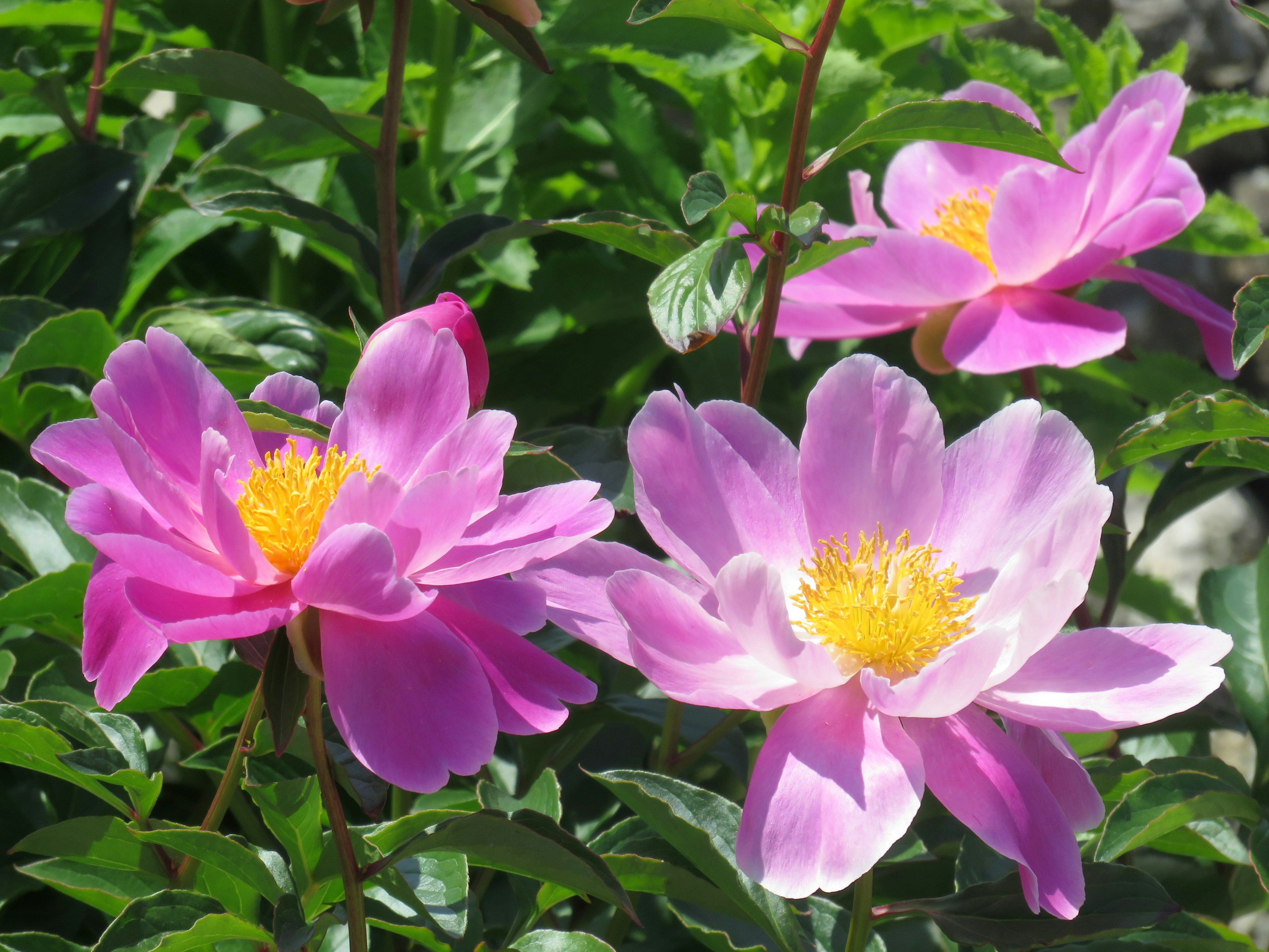 Primo piano di fiori rosa vivaci che fioriscono tra il fogliame verde