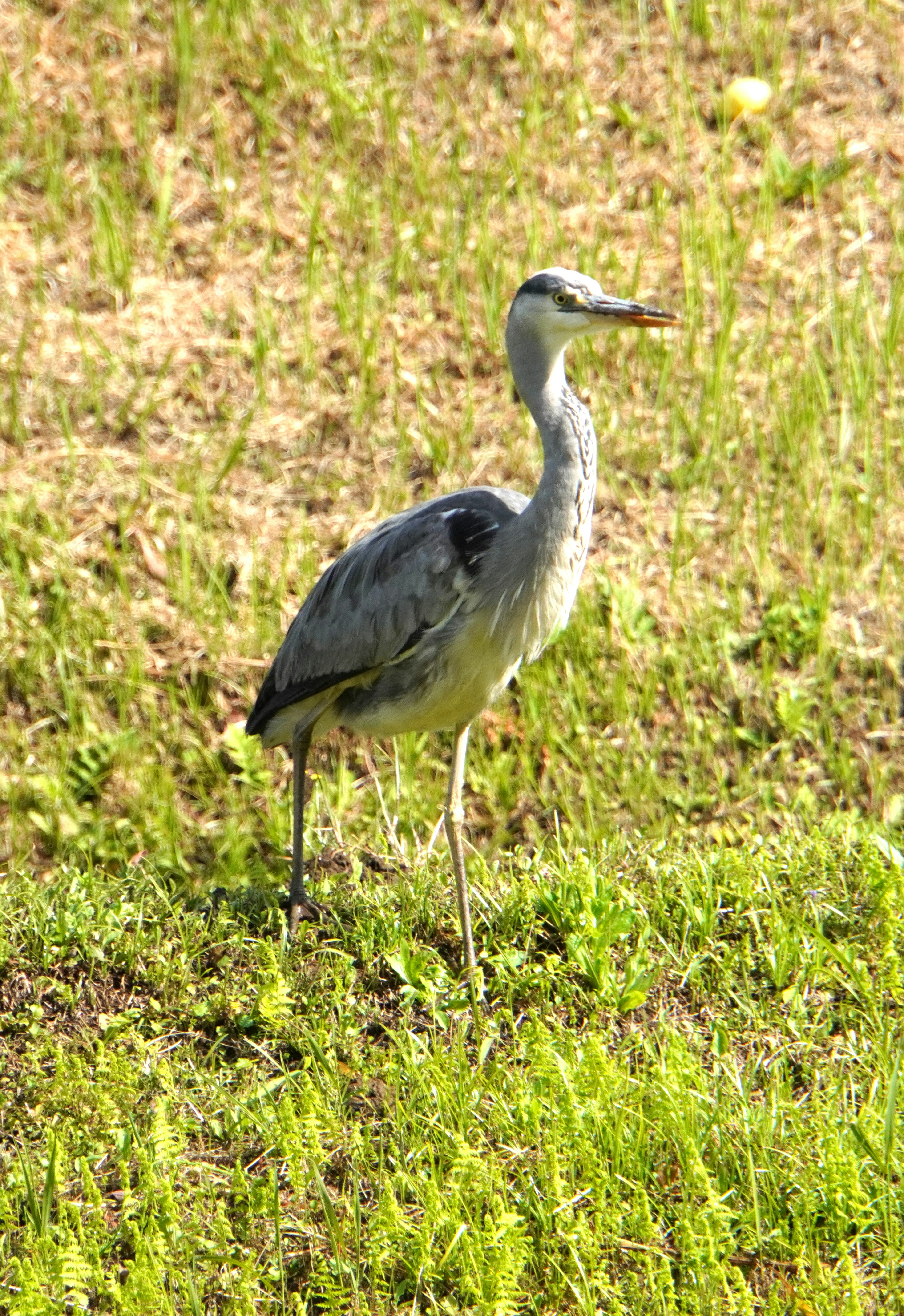 Una garza real de pie en un área de hierba