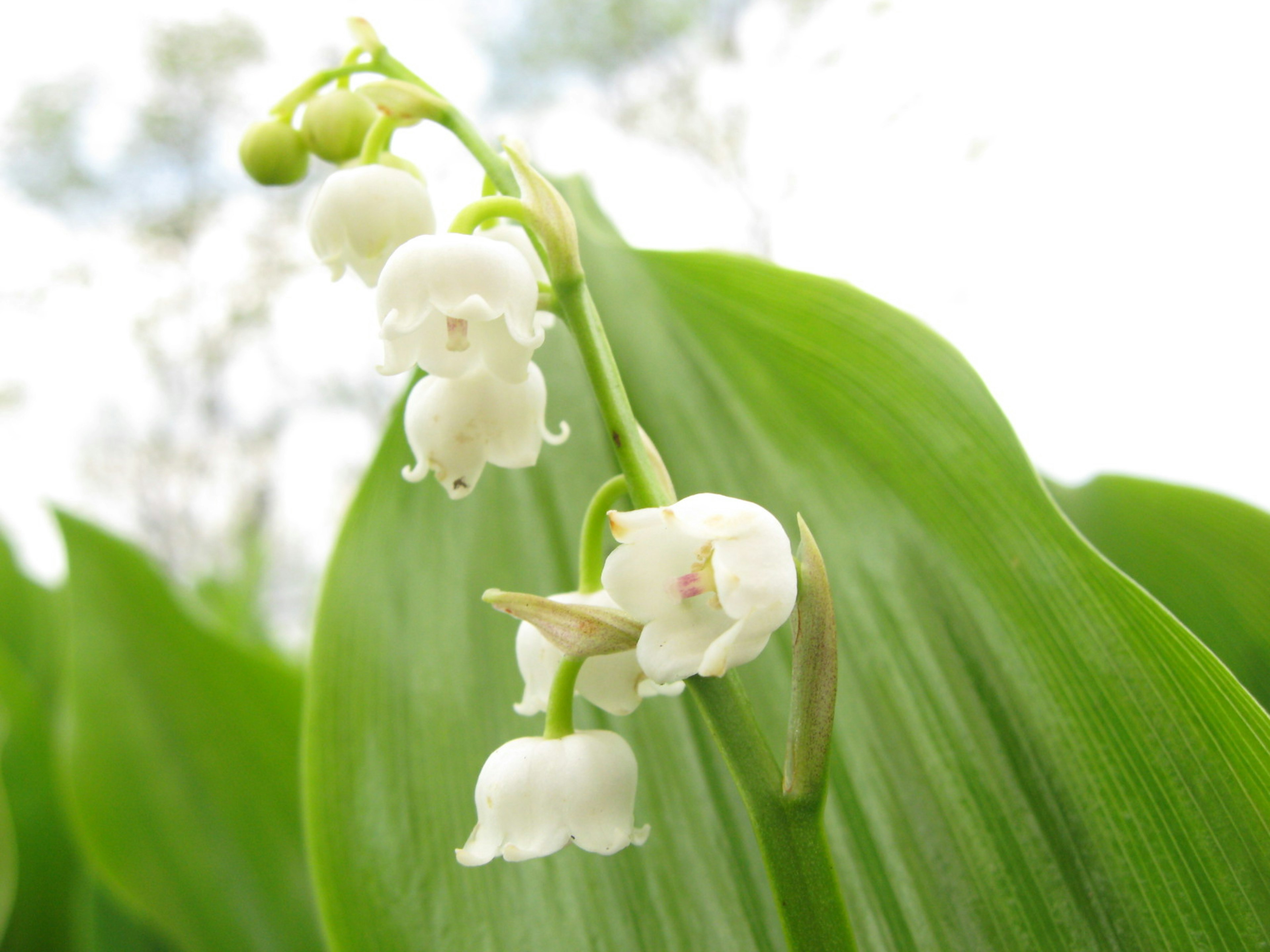 白いスズランの花が緑の葉に咲いている