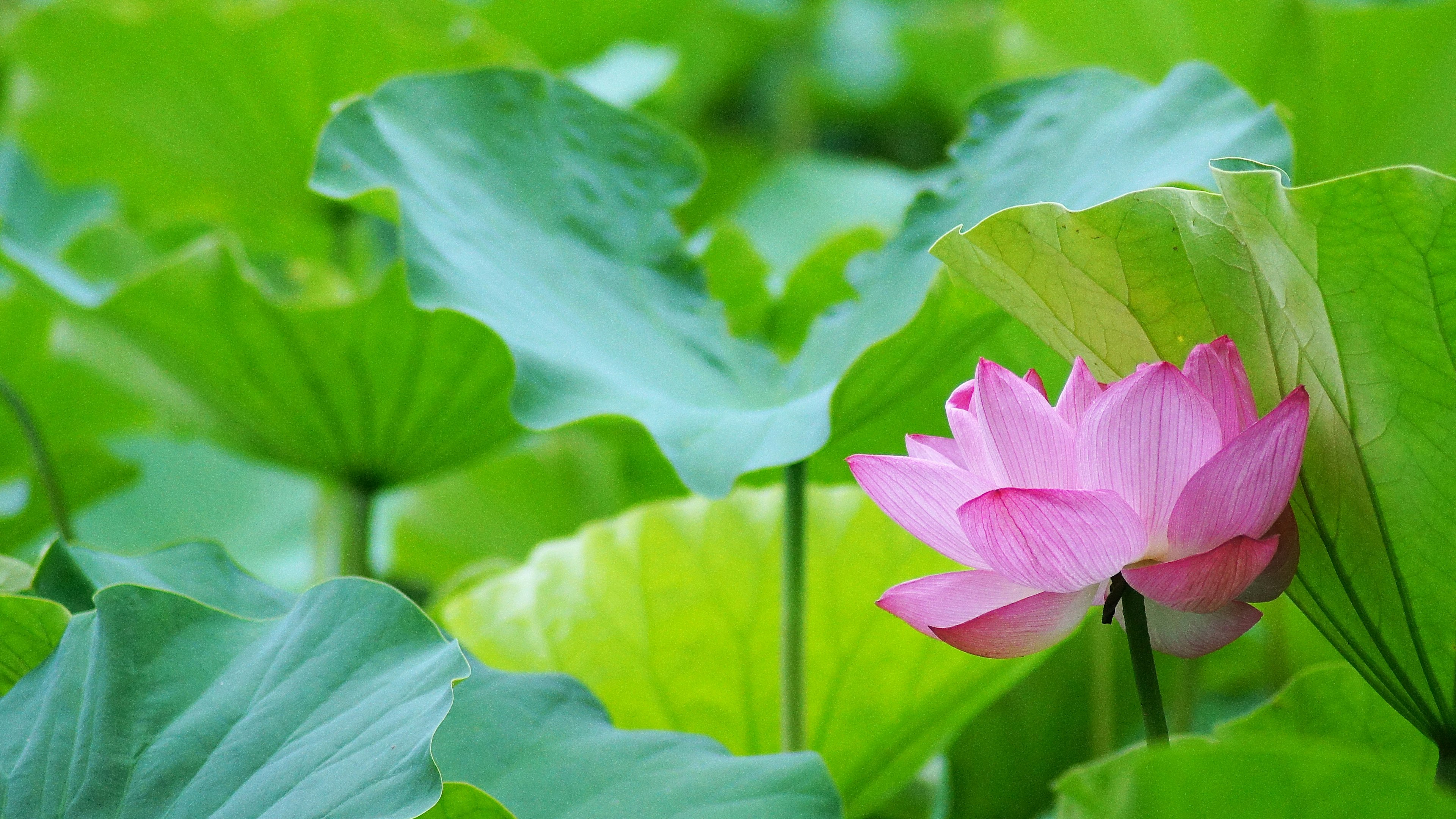 Pink lotus flower emerging among green leaves