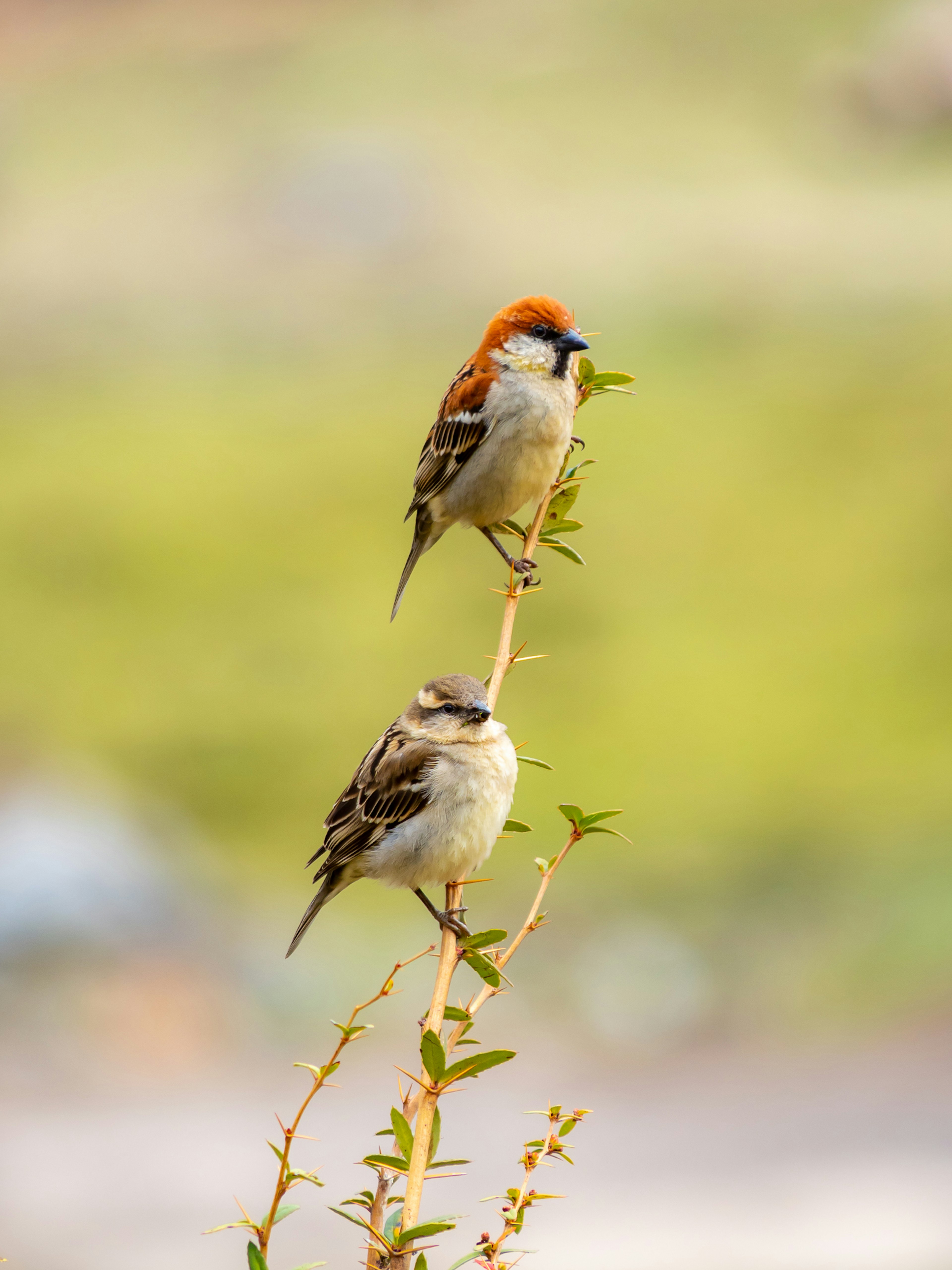 Zwei Vögel auf einem Ast der obere Vogel hat einen orangefarbenen Kopf und der untere Vogel hat graue Federn