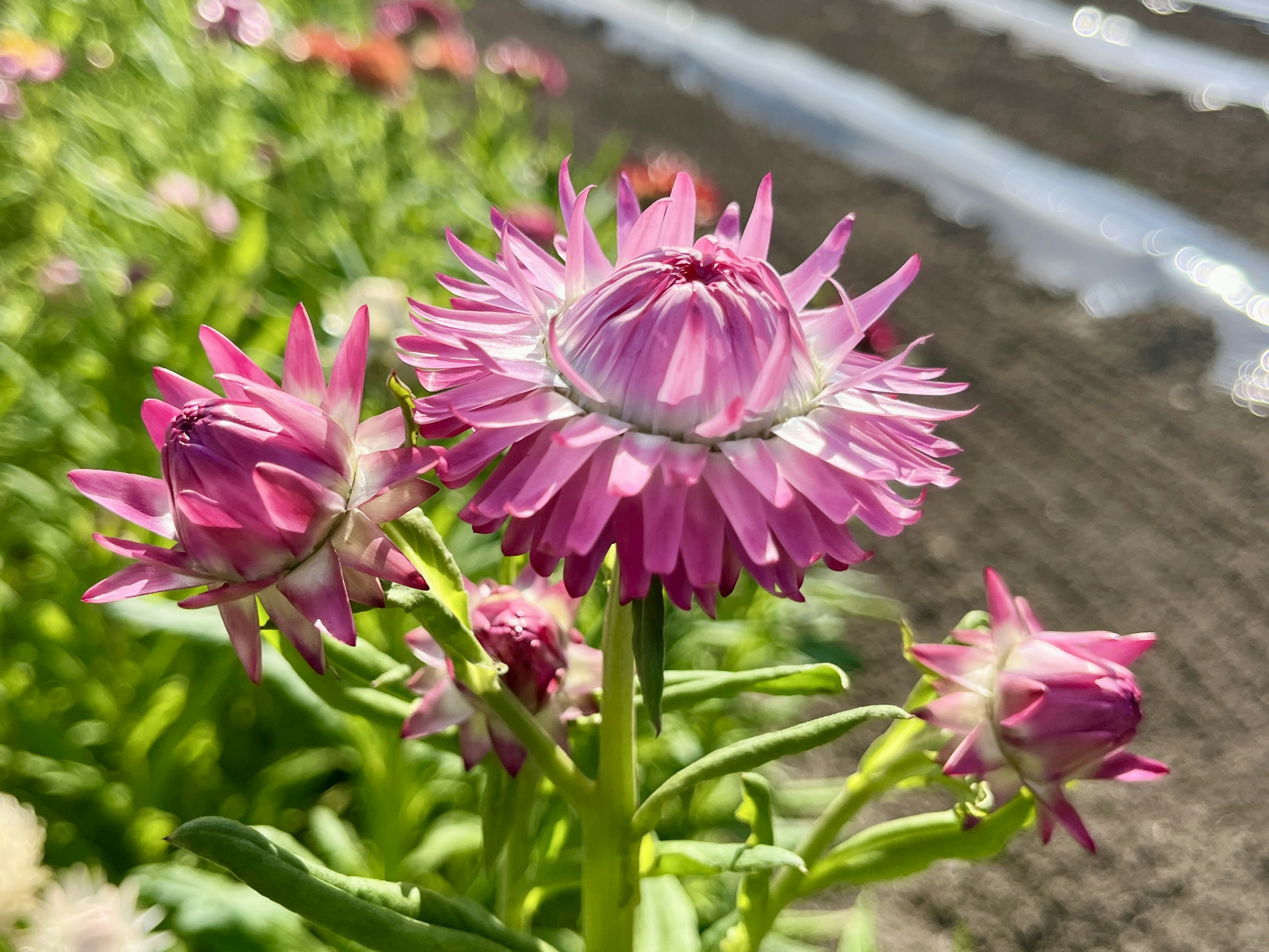 鮮やかなピンクの花と蕾が咲いている風景