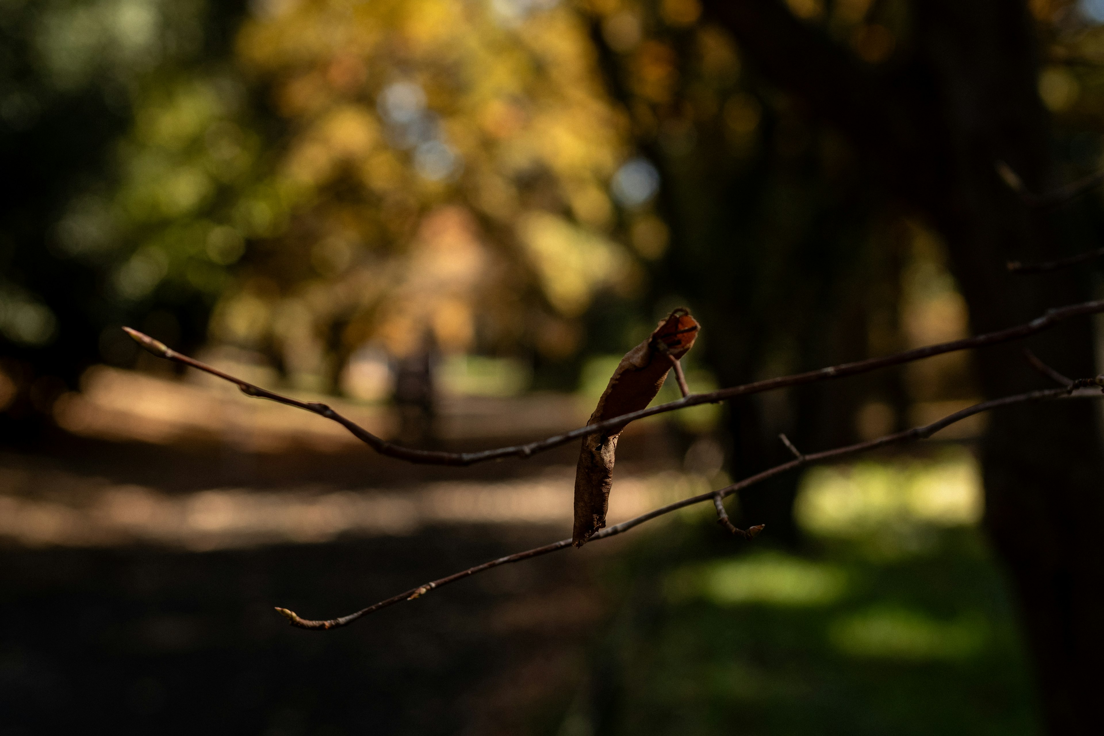 Blurred background of an autumn park with a focused branch