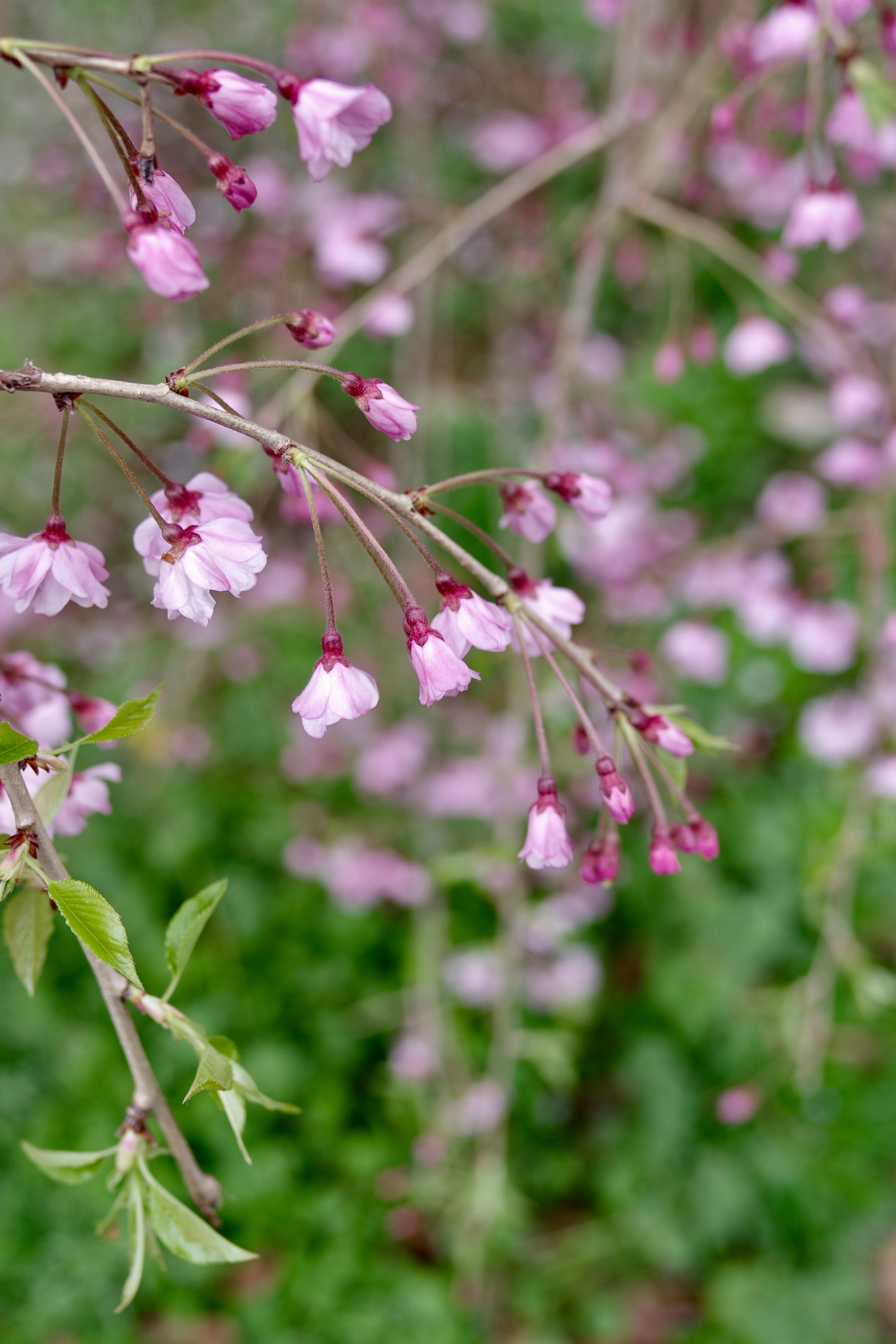 淡いピンク色の花が咲いている枝と緑の背景