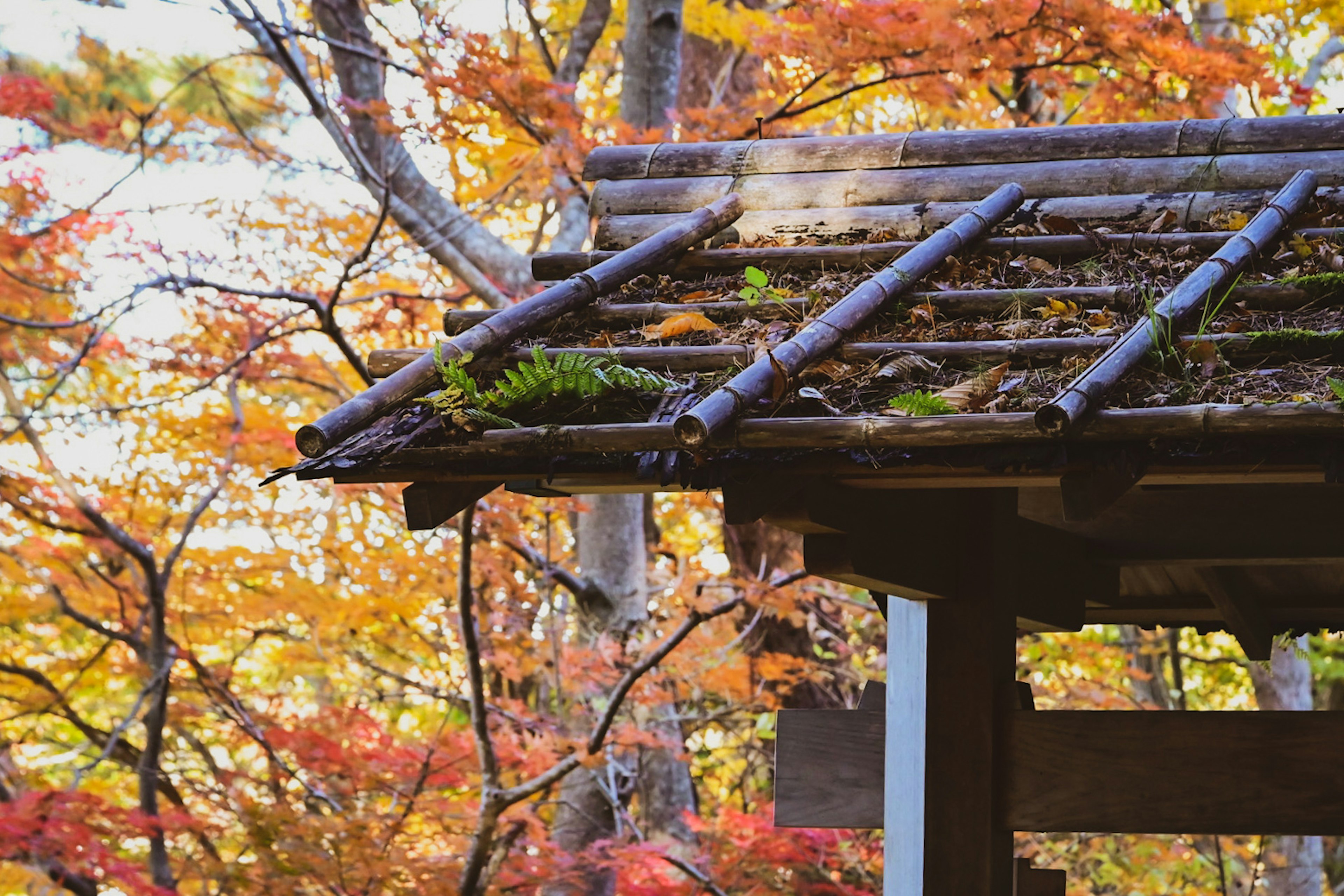 秋季背景下的苔藓竹屋顶