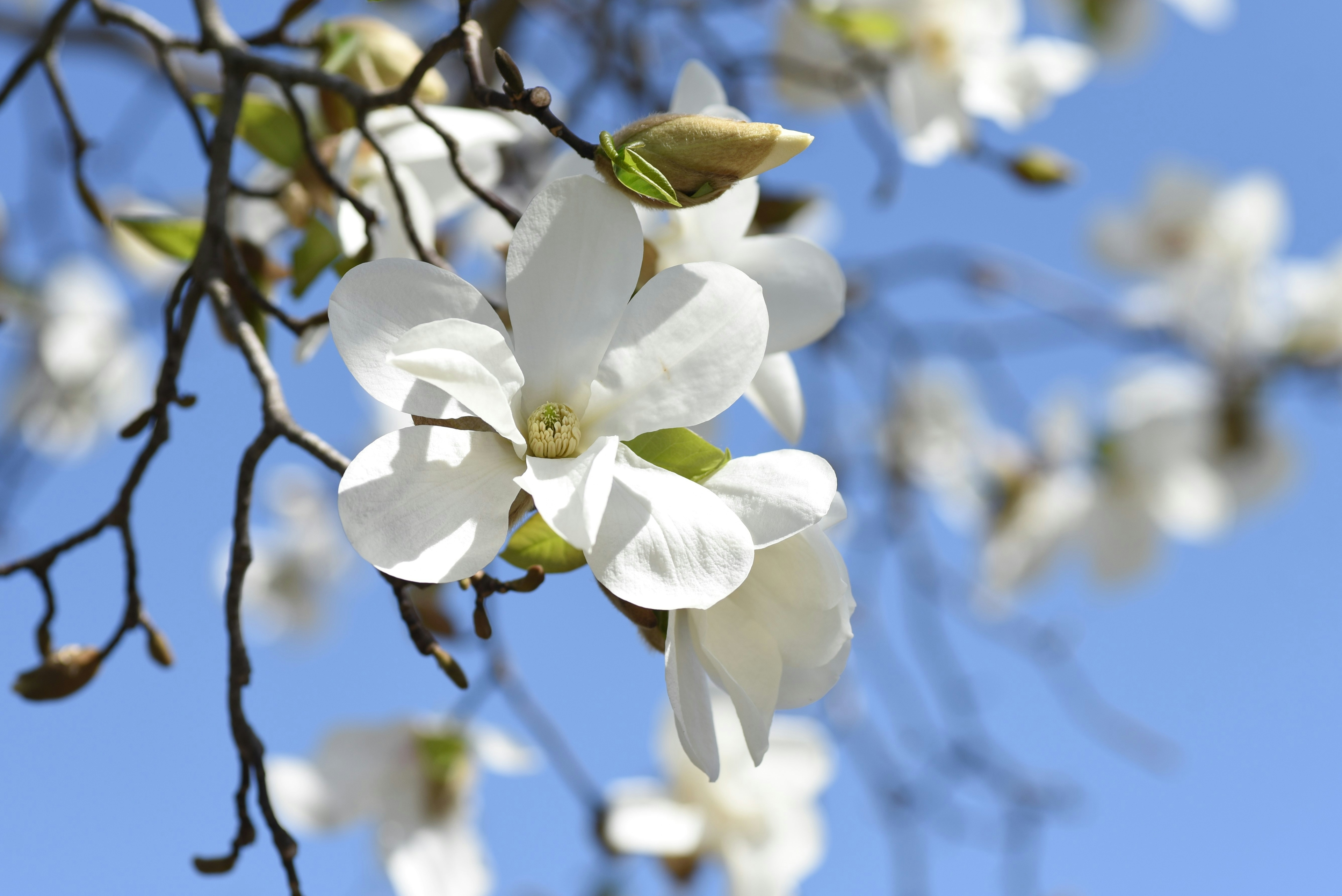 Nahaufnahme von weißen Blumen vor blauem Himmel