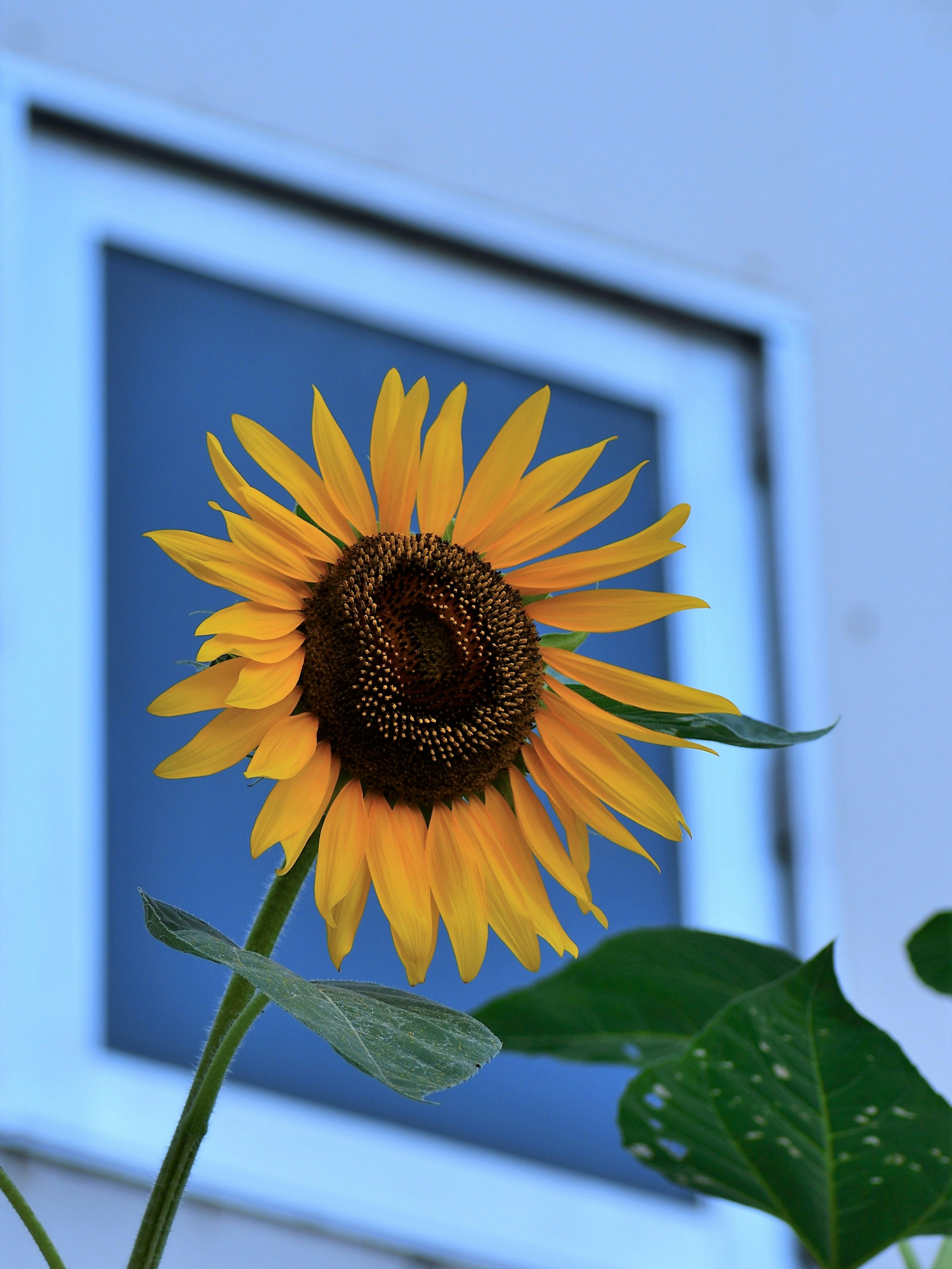 窓の前に咲くひまわりの鮮やかな黄色の花と緑の葉