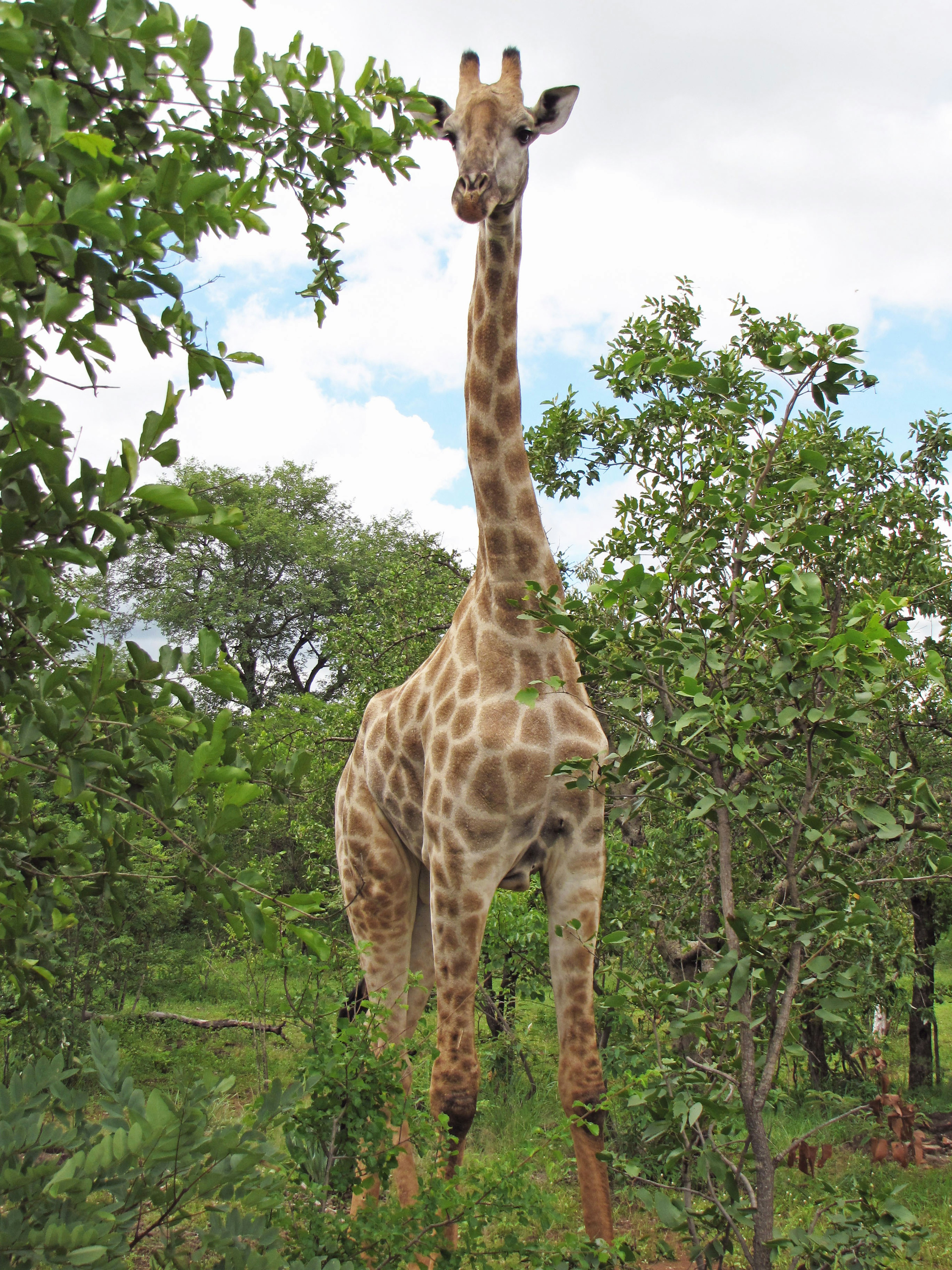 Una giraffa in piedi tra gli alberi in un ambiente naturale