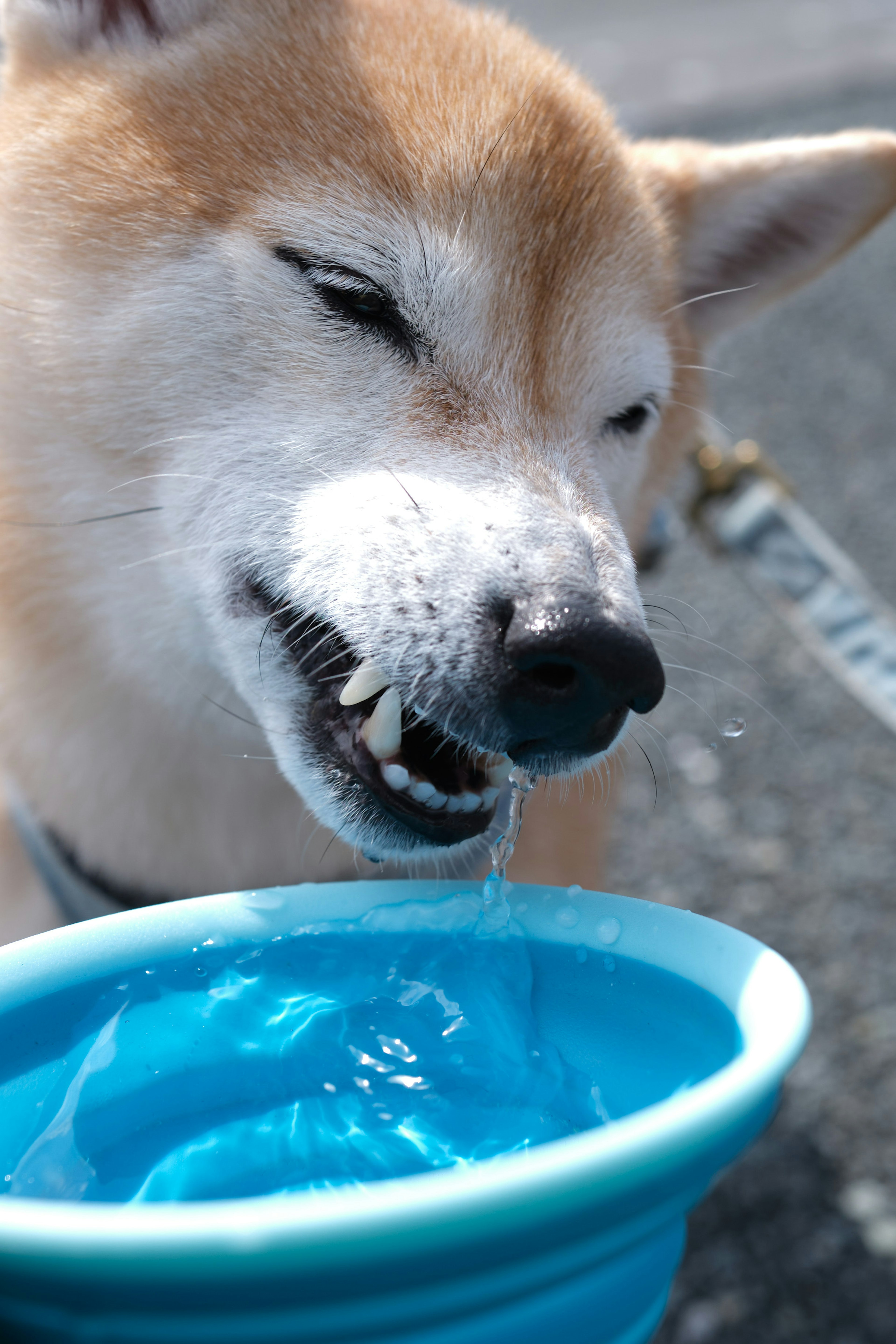 Nahaufnahme eines Shiba Inu, der aus einer blauen Schüssel trinkt