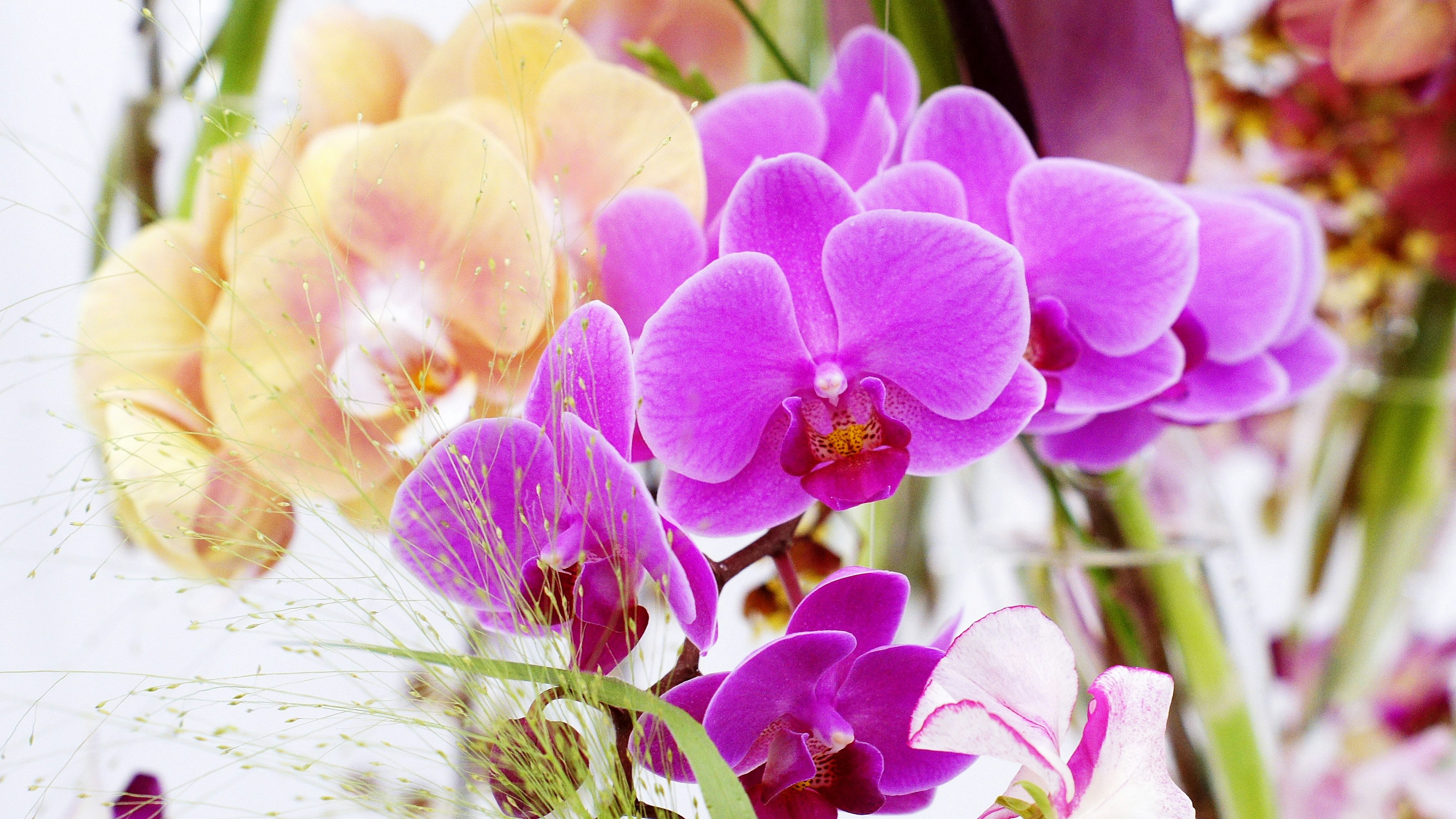 Orchidées violettes et jaunes éclatantes en fleurs