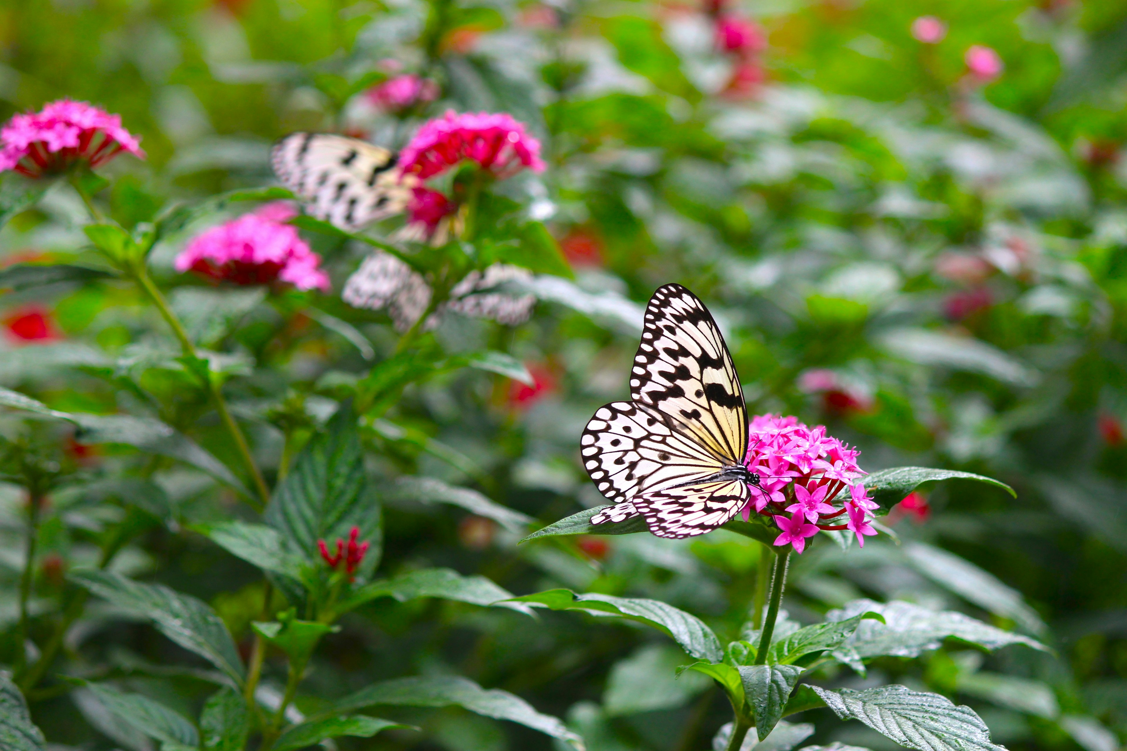 Un papillon noir et blanc se posant sur une fleur rose dans un jardin vibrant