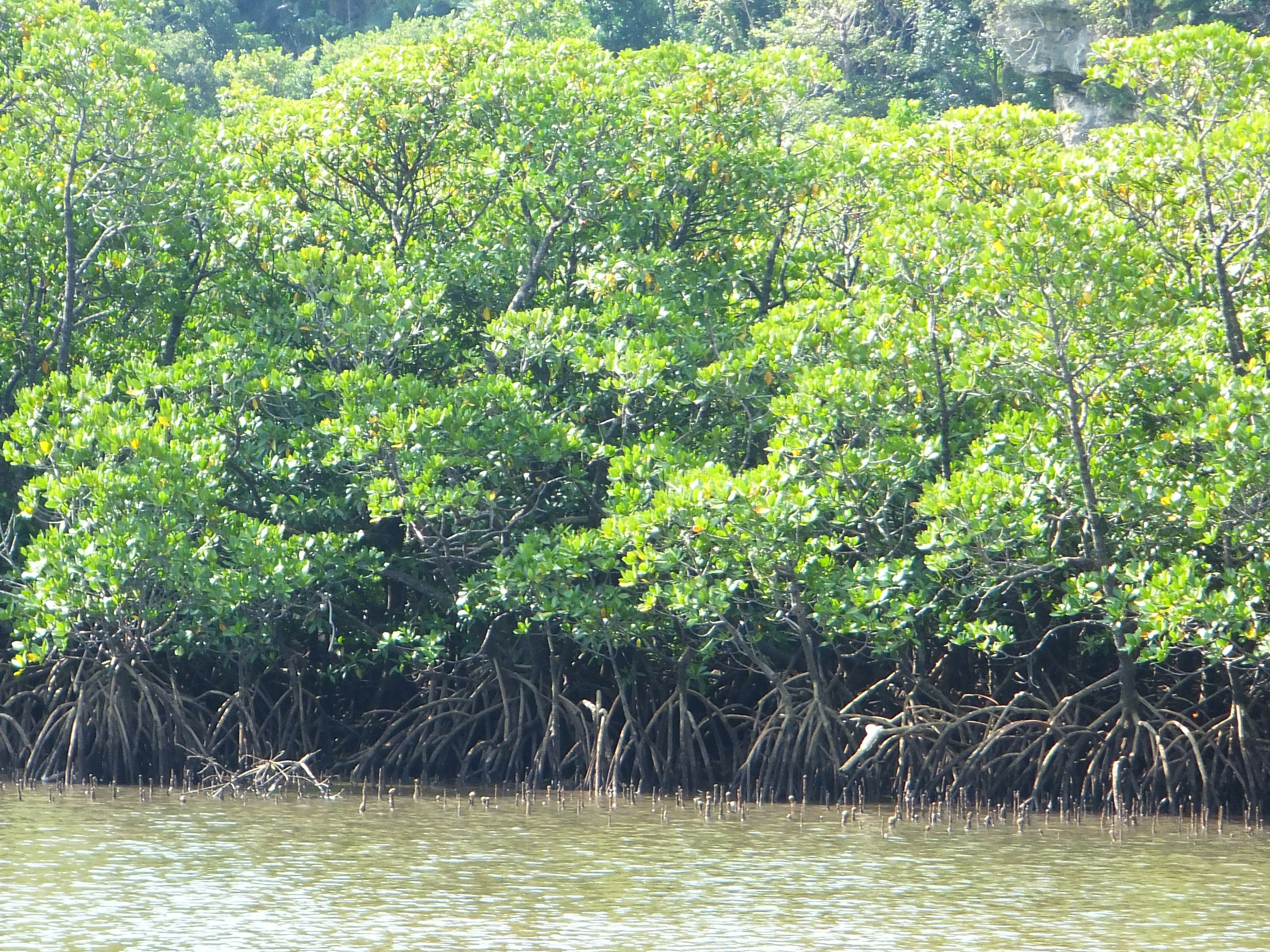 Alberi di mangrovie lussureggianti lungo il bordo dell'acqua