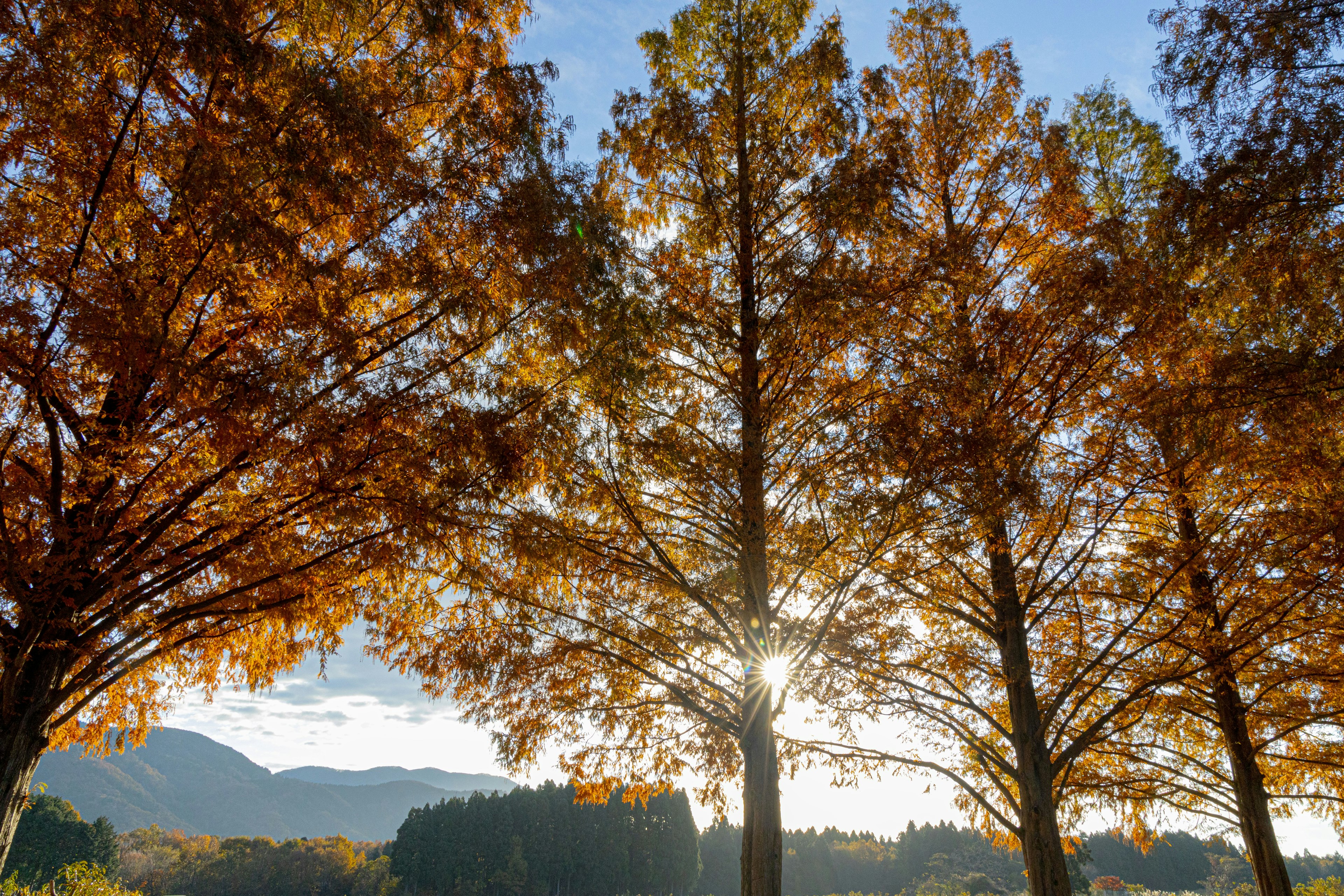 Paysage d'arbres d'automne avec un éclairage du soleil sur des montagnes