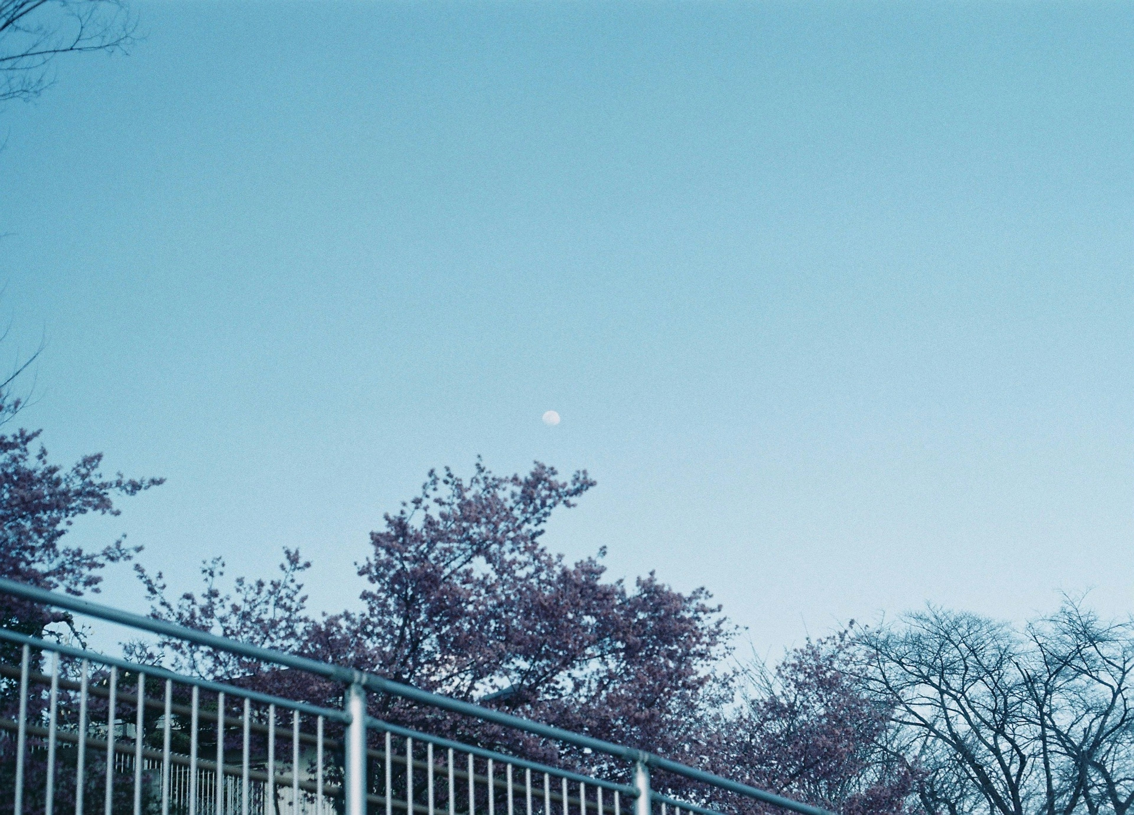 Moon in the blue sky with cherry blossom trees